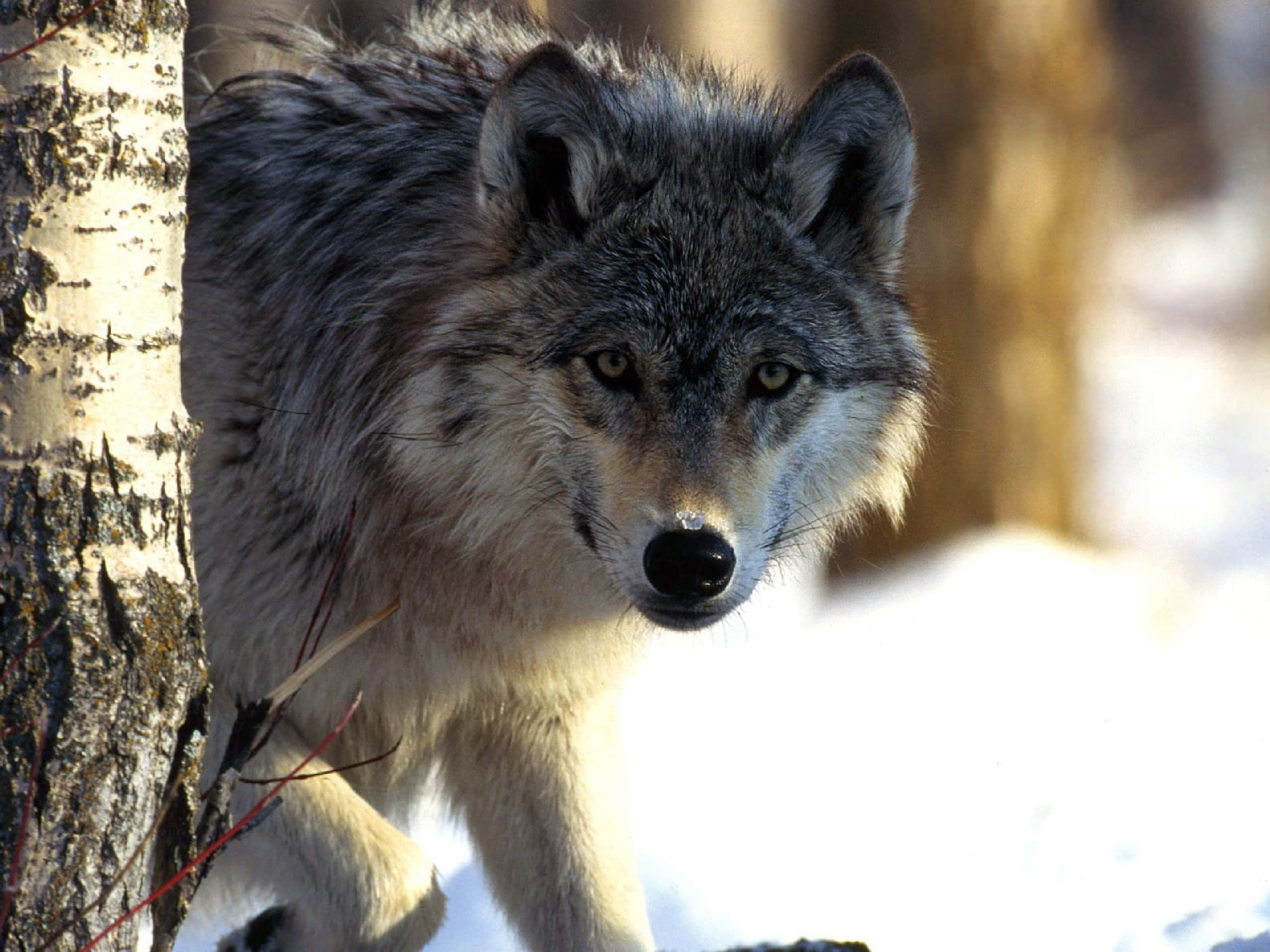 Epic Wolf, gray wolf, piercing yellow eyes, 2K Desktop Wallpaper