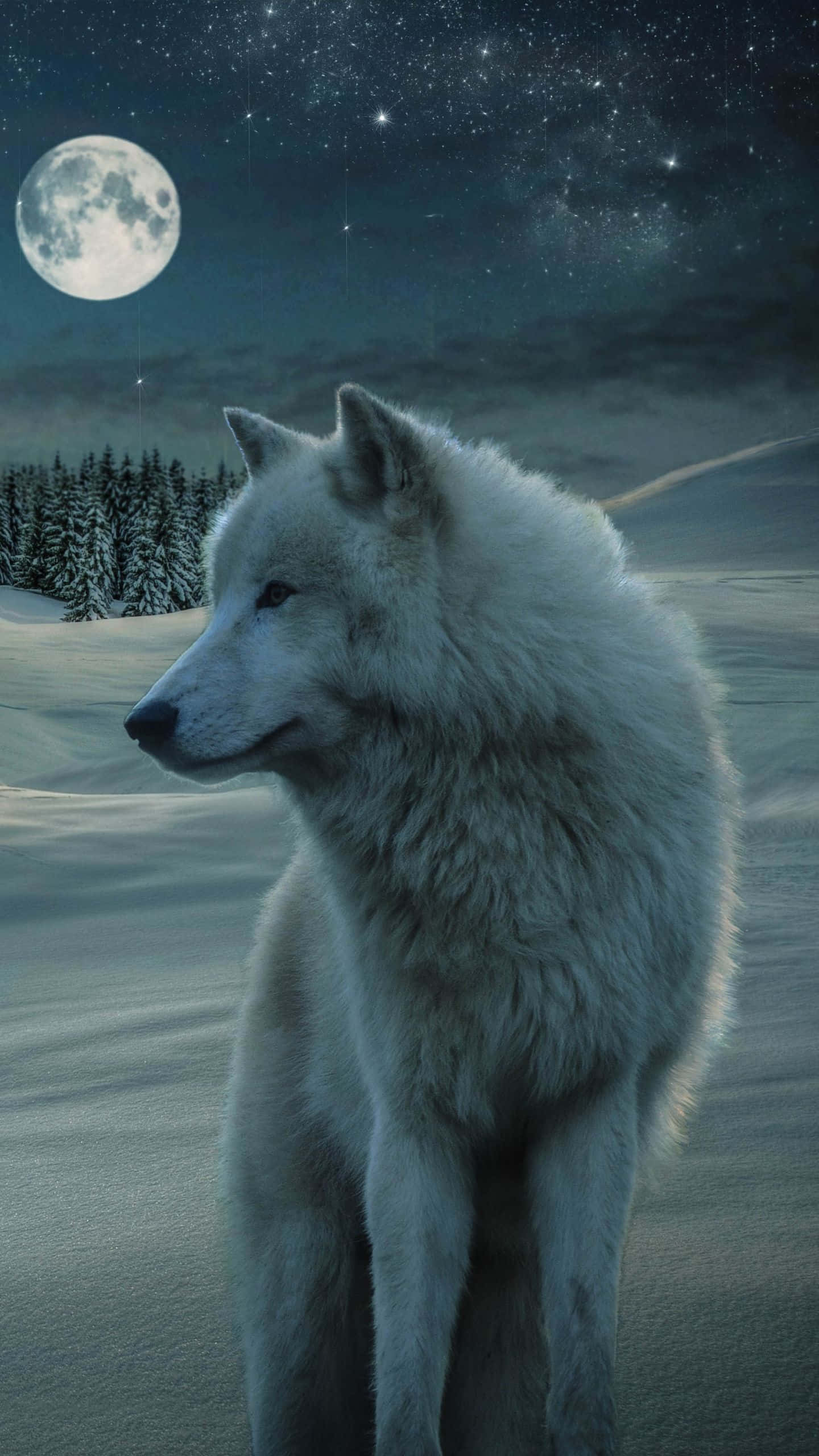 white wolf, snowy field, full moon, 2K Phone Wallpaper