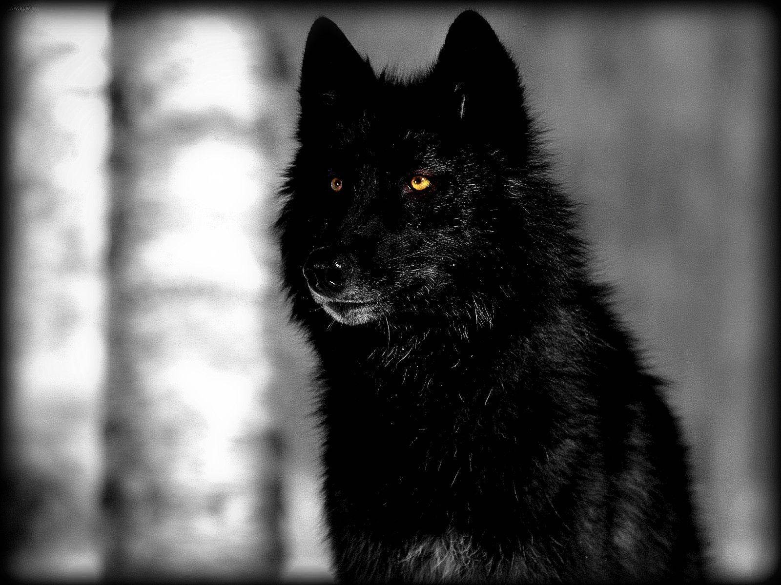 young black wolf, glowing amber eyes, blurred birch forest backdrop, HD Desktop Wallpaper