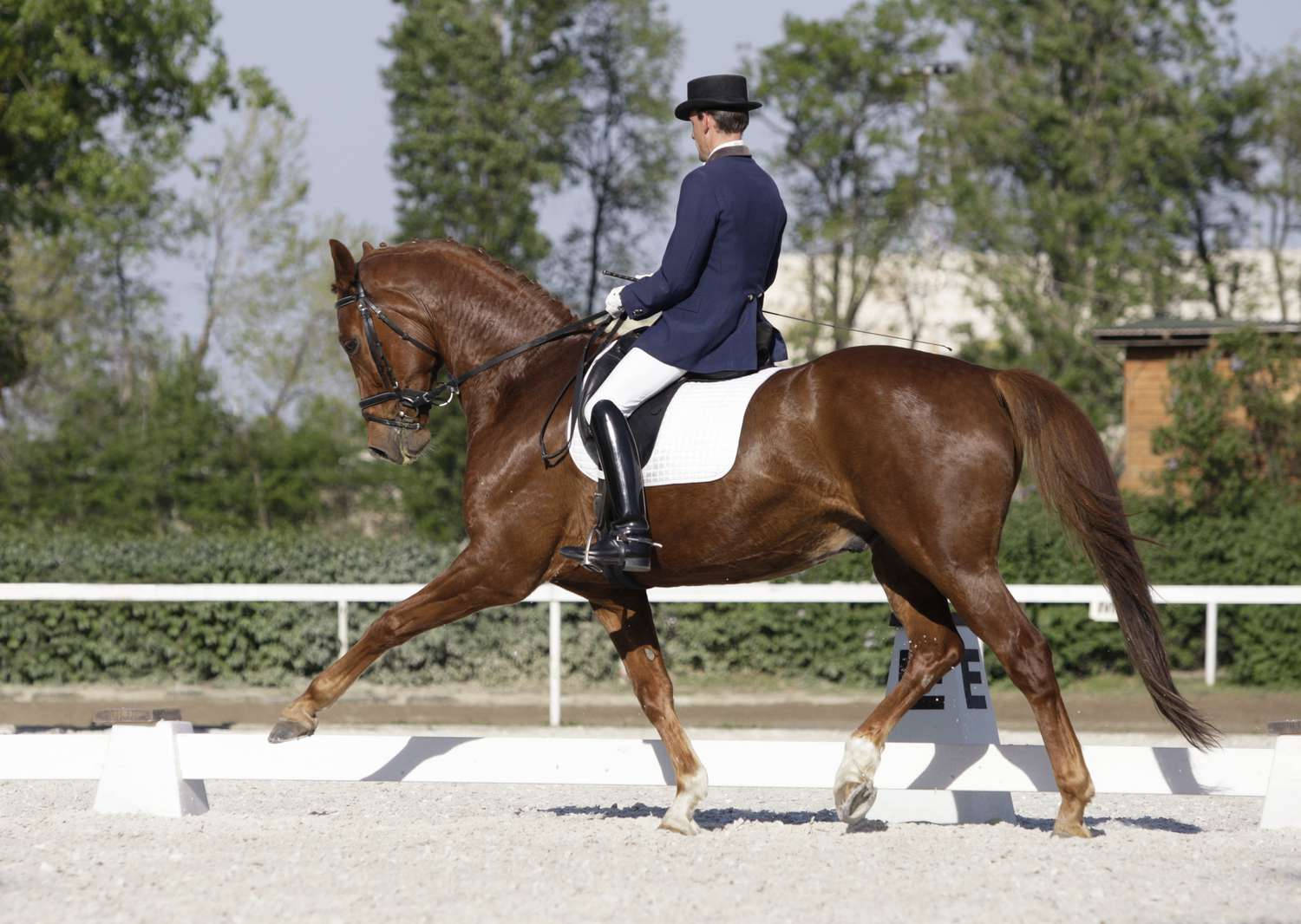 male equestrian, chestnut dressage horse, extended trot, HD Desktop Wallpaper