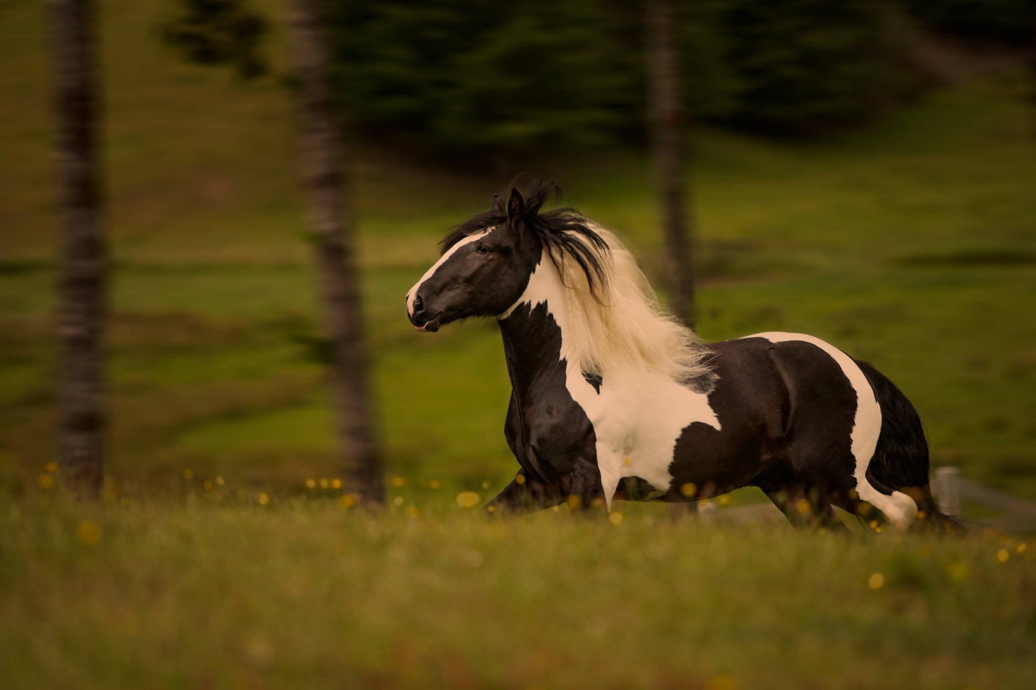 black and white horse, flowing mane, sunlit grassy field, Full HD Desktop Wallpaper