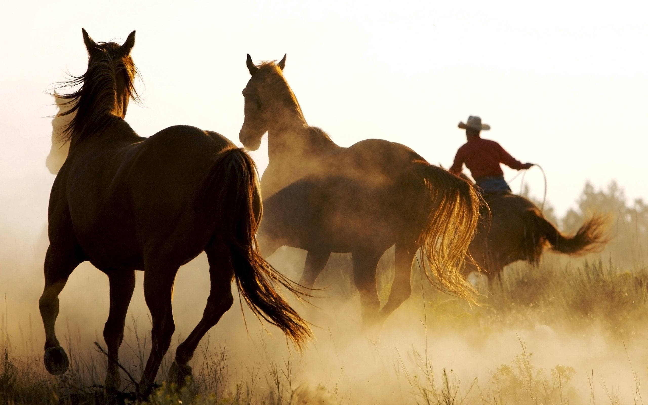 cowboy, horse, dusty field, 2K Desktop Wallpaper