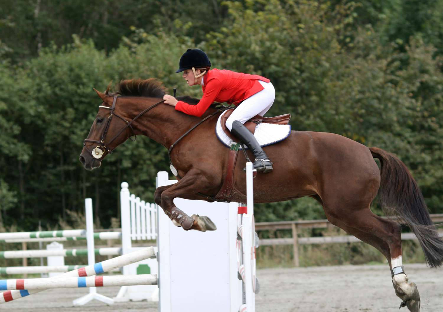 female equestrian, chestnut horse, colorful obstacle, HD Desktop Wallpaper