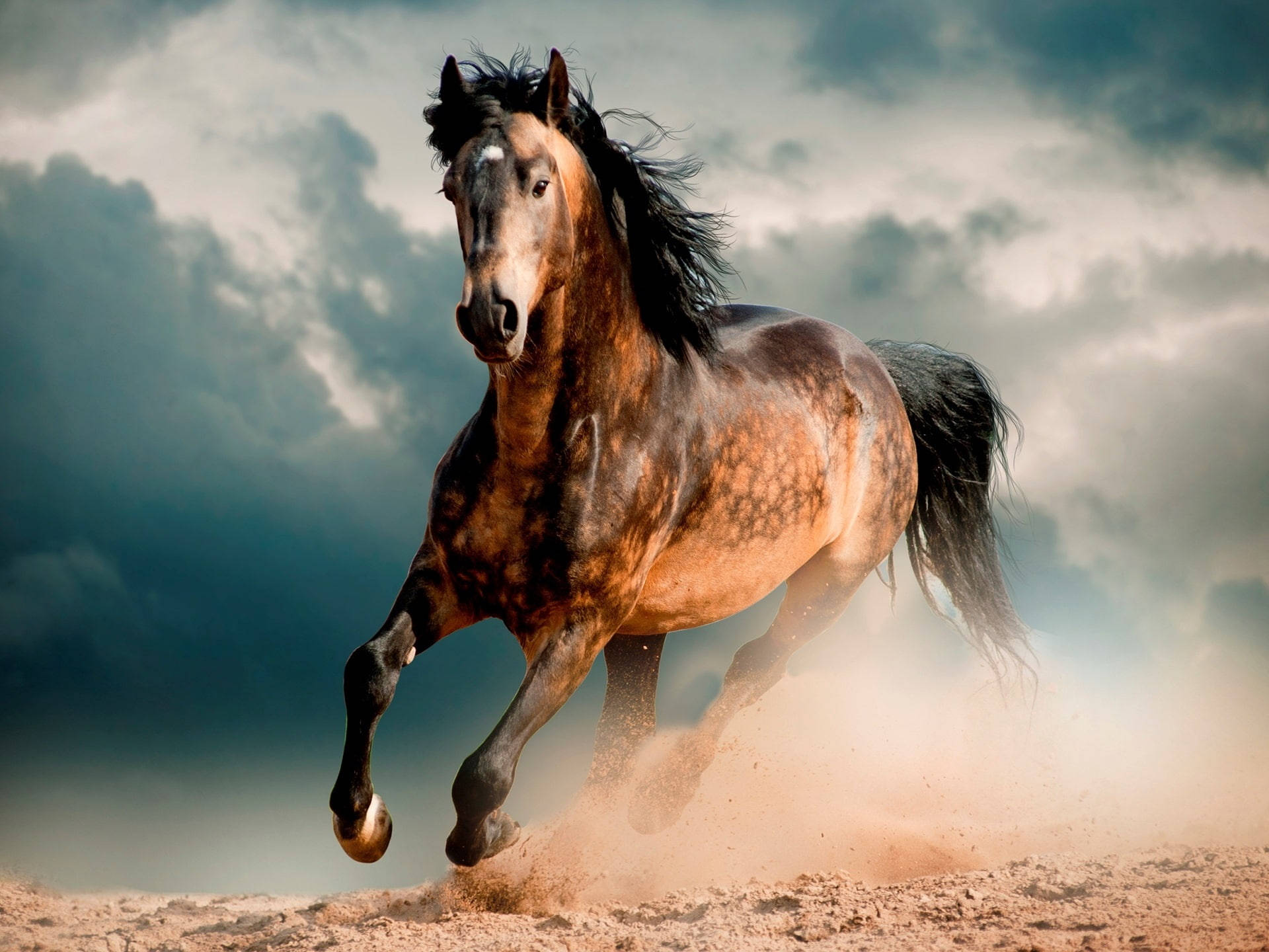 brown-spotted running horse, dapple horse, dusty terrain, Full HD Desktop Wallpaper
