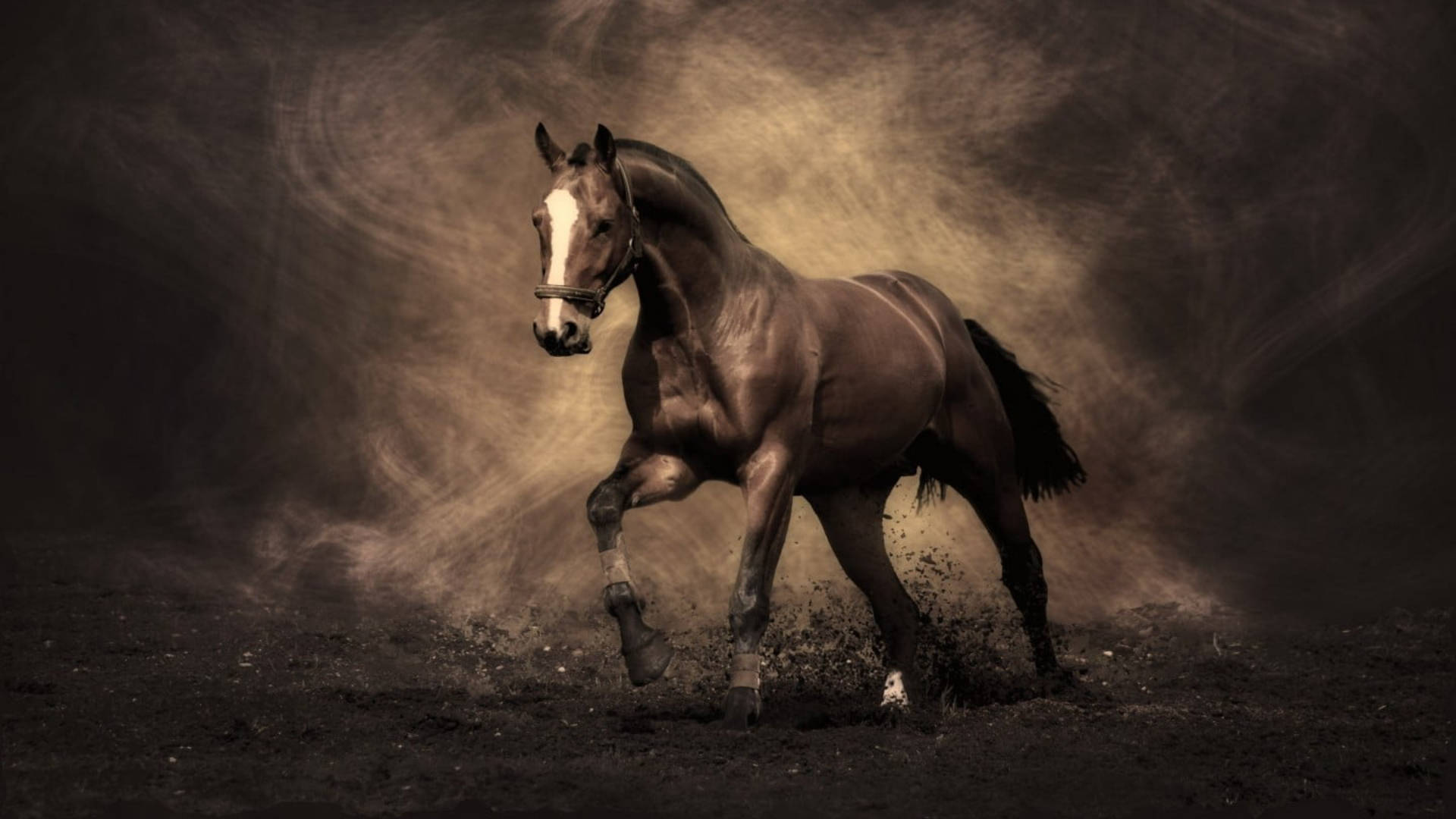 brown horse, white blaze, dark earth, Full HD Desktop Wallpaper