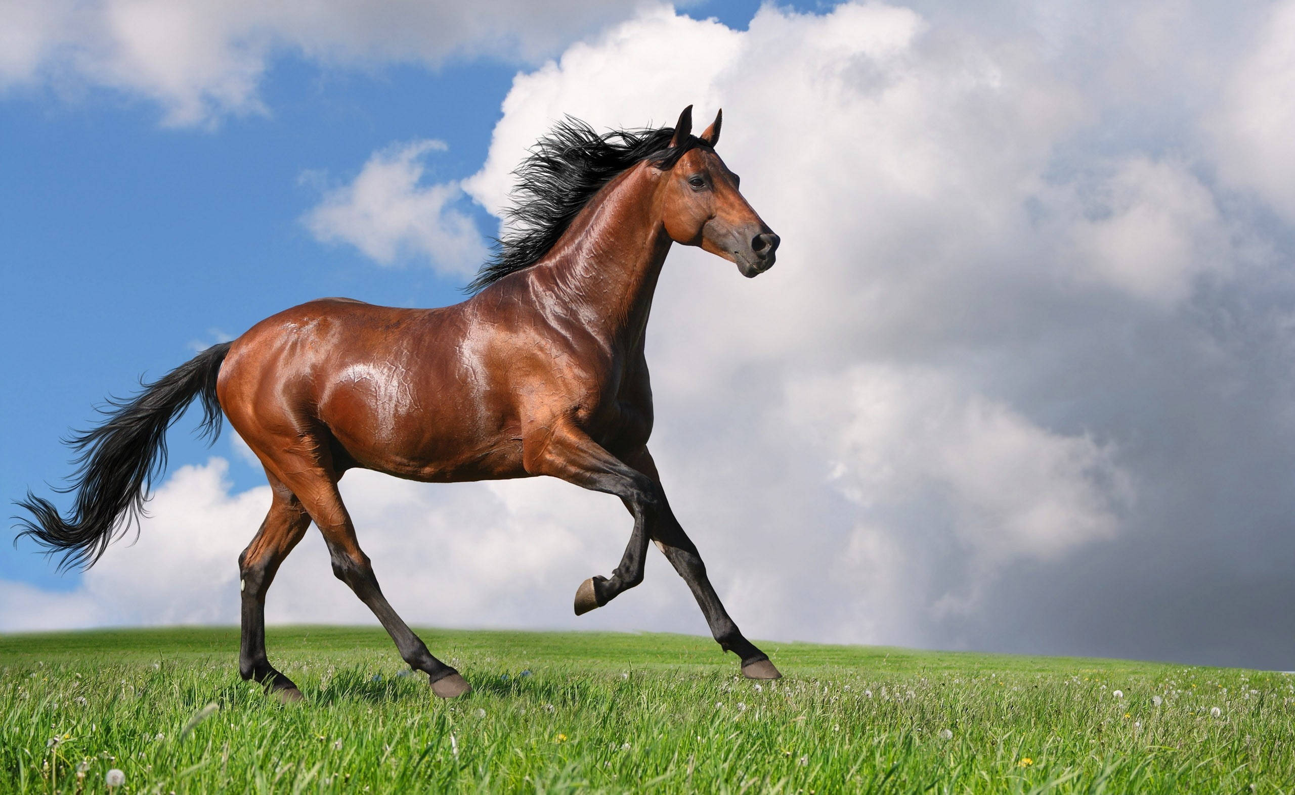 chestnut horse, lush green field, dramatic blue sky, 2K Desktop Wallpaper