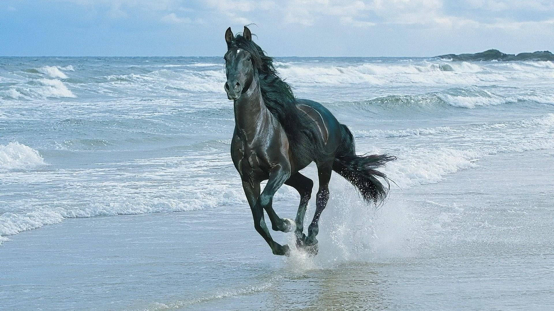 black horse, beach, ocean waves, Full HD Desktop Wallpaper