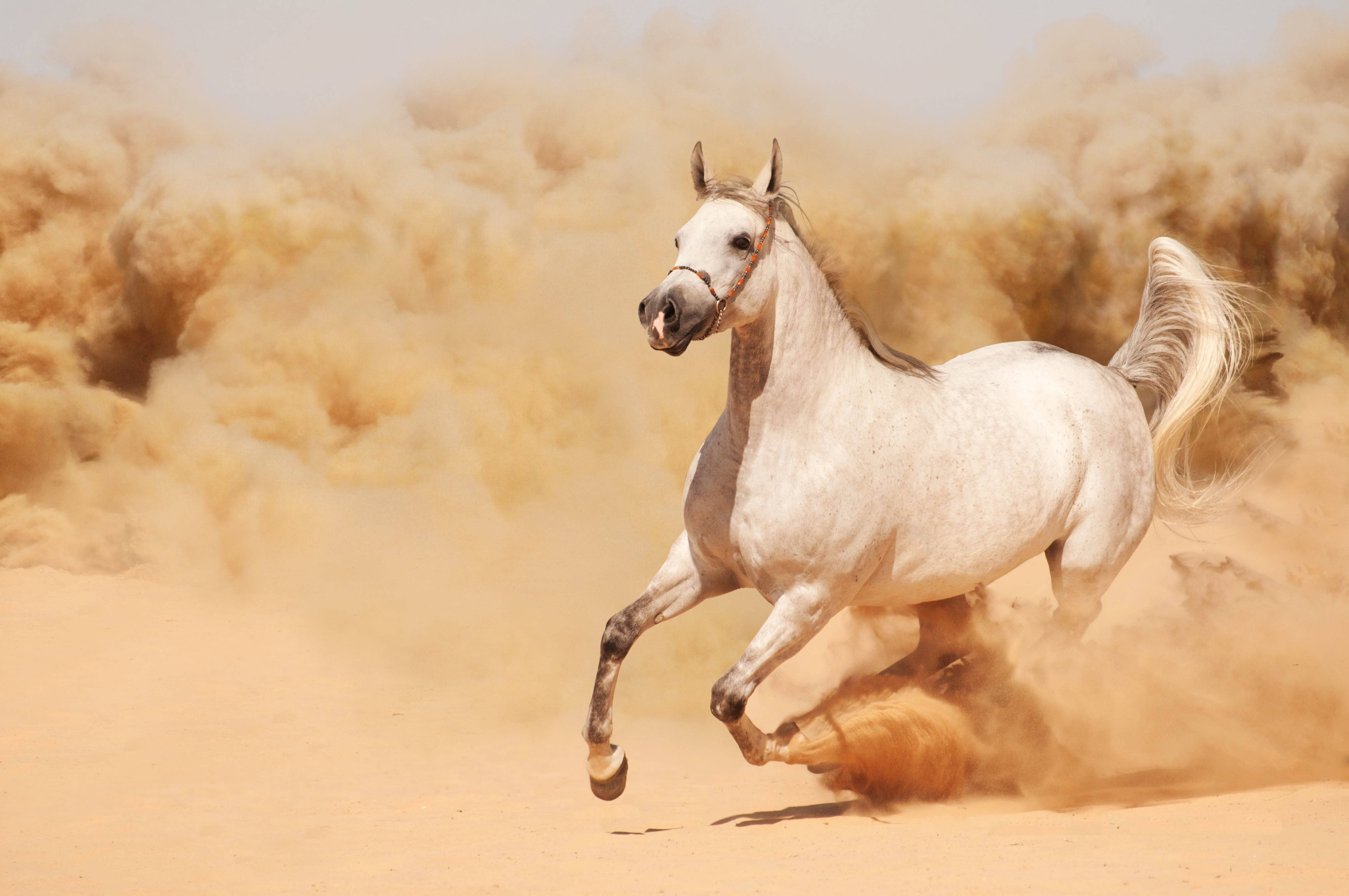 sandy white running horse, white Arabian horse, desert, 8K Desktop Wallpaper
