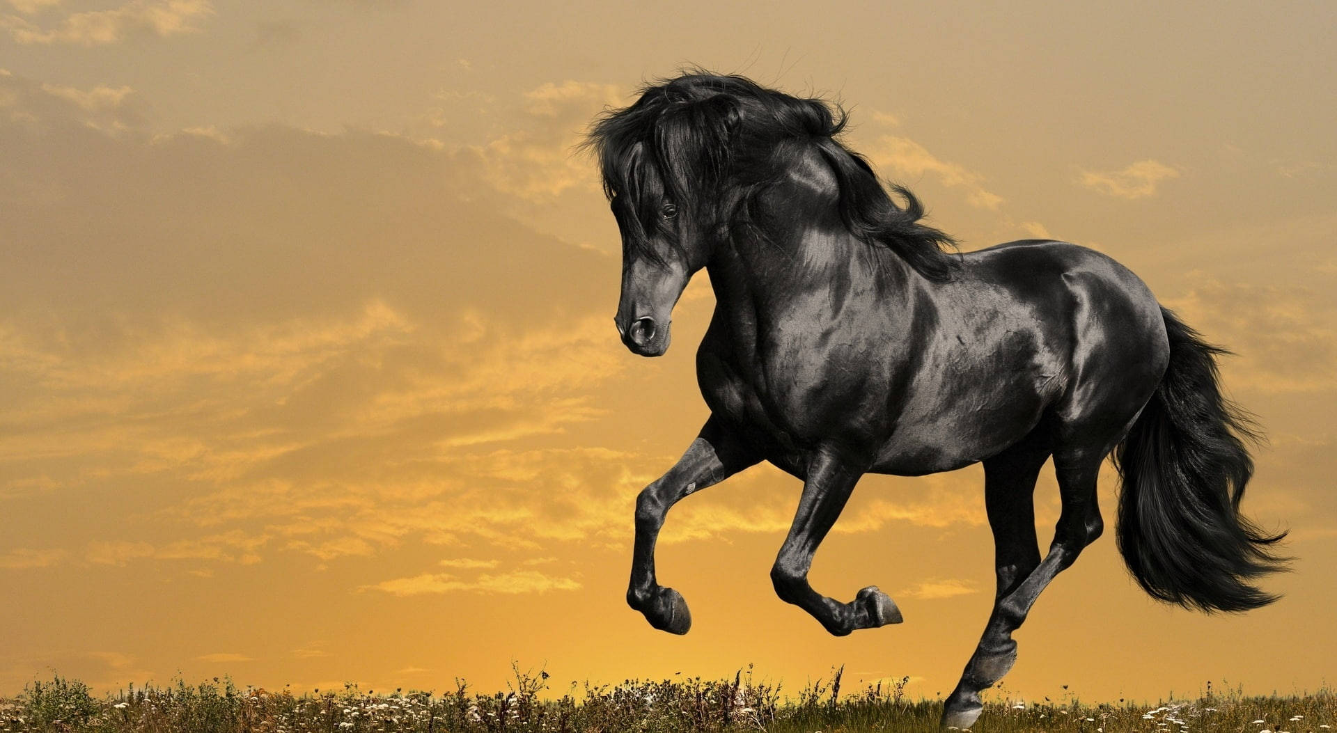 shiny black running horse, black horse, grassy field, Full HD Desktop Wallpaper