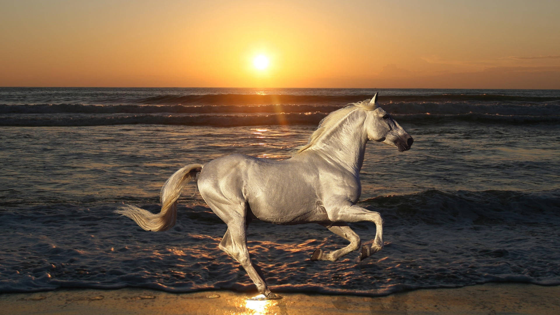 white horse, sunset, beach, Full HD Desktop Wallpaper