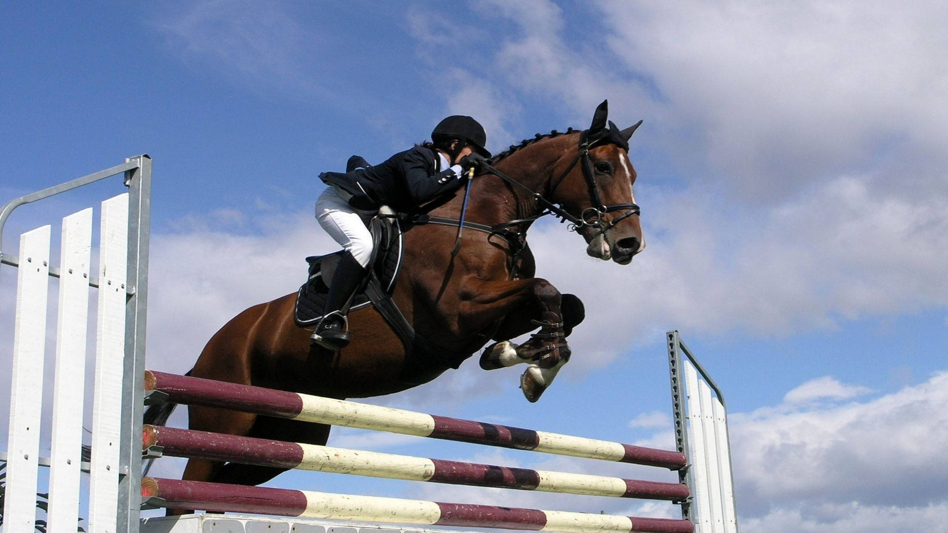 horse riding, equestrian show jumper, chestnut horse, Full HD Desktop Wallpaper