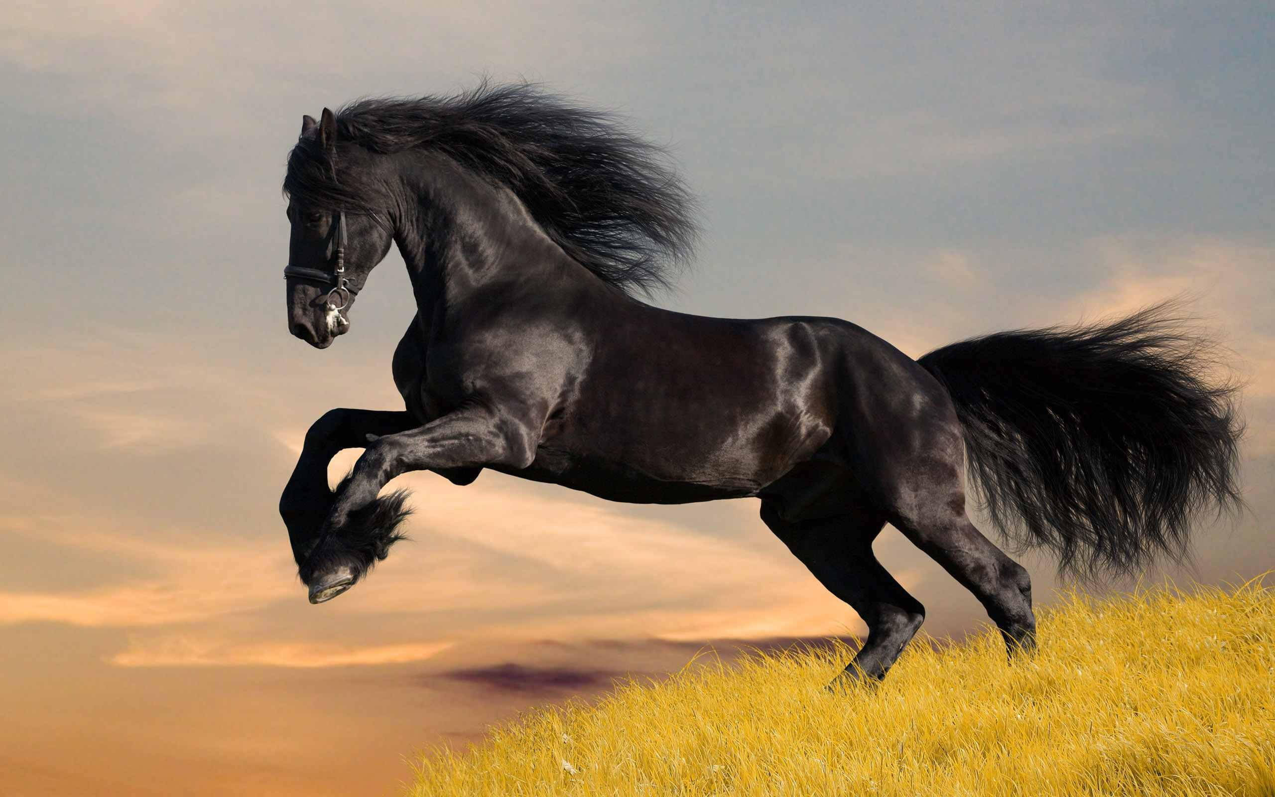 handsome black running horse, majestic black horse, golden grass, 2K Desktop Wallpaper