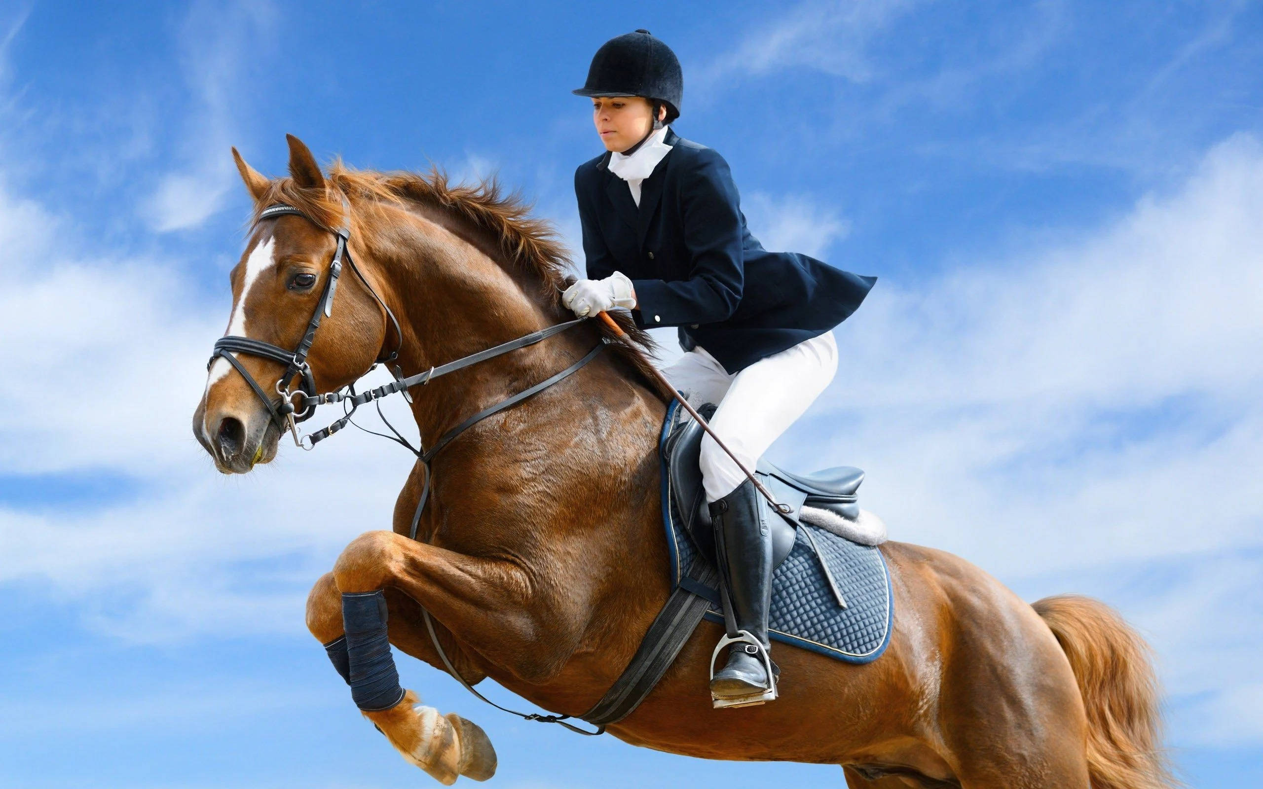 equestrian, chestnut horse, bright blue sky, 2K Desktop Wallpaper