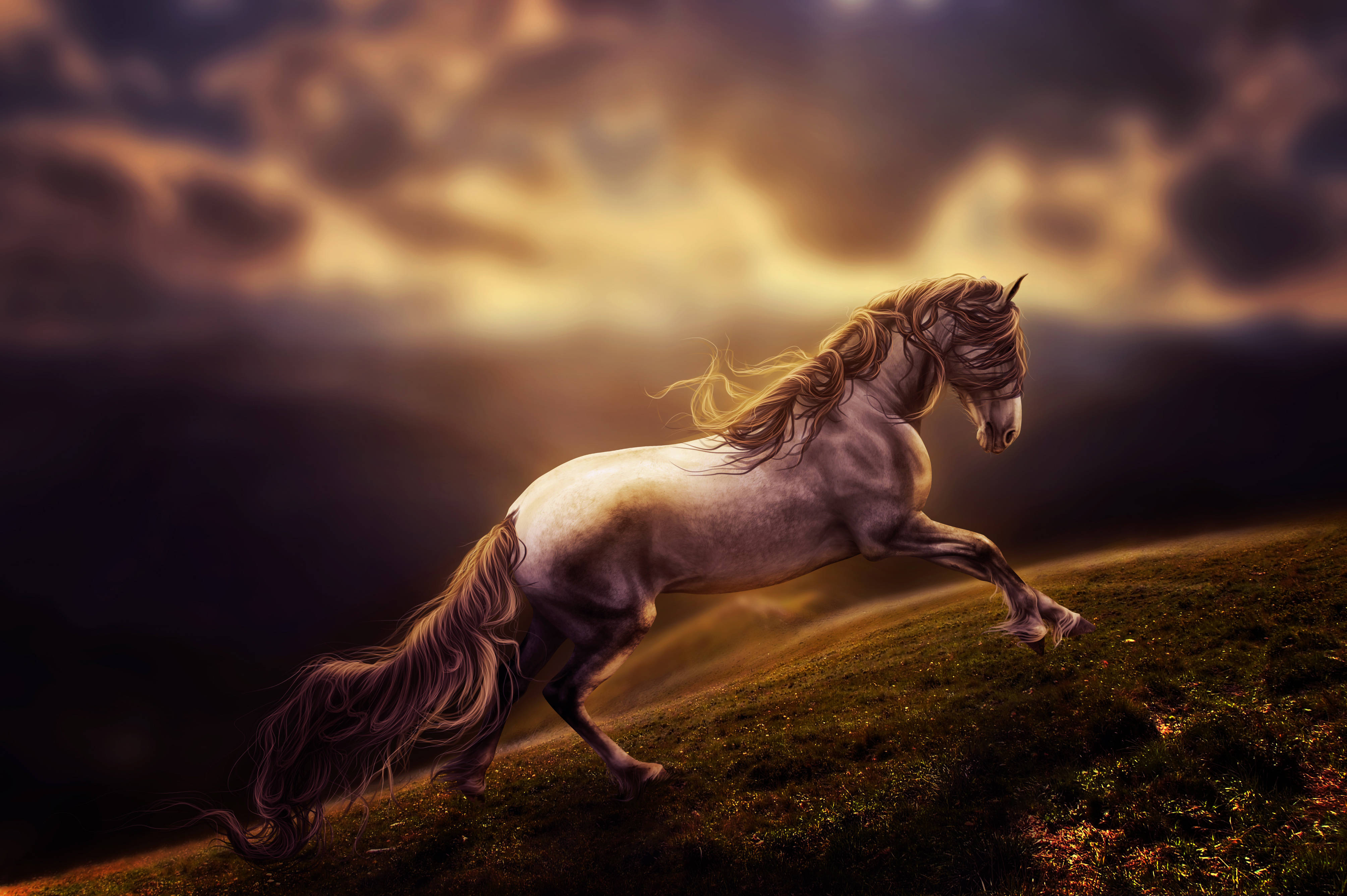 white horse, grassy hill, golden sunset sky, 4K Desktop Wallpaper