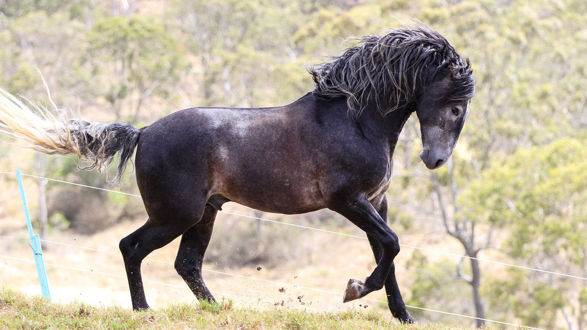 black horse, flowing mane, grassy field, Full HD Desktop Wallpaper