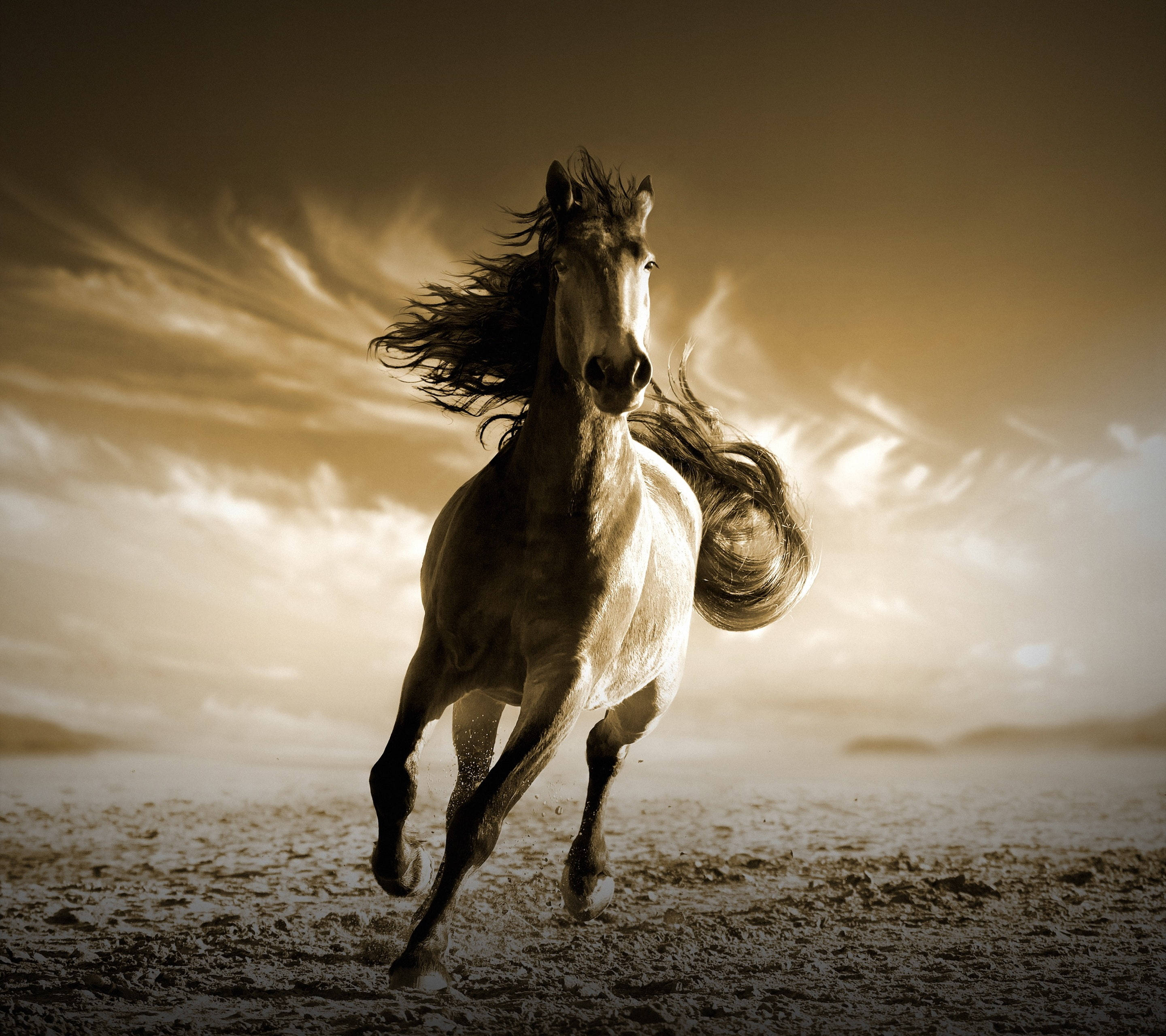 sepia toned, running horse, dusty field, 2K Desktop Wallpaper