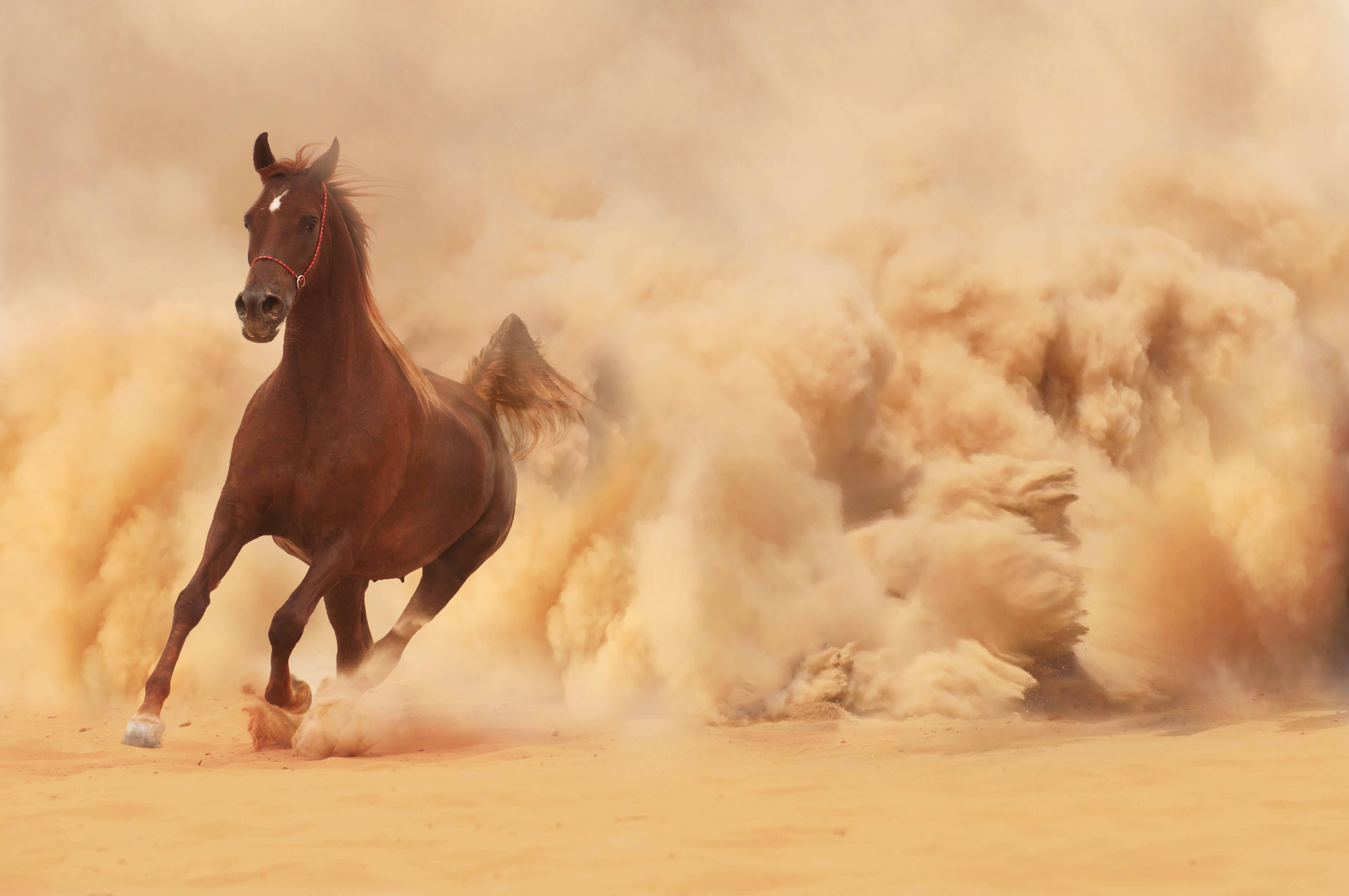 brown horse, desert, golden sand, 8K Desktop Wallpaper