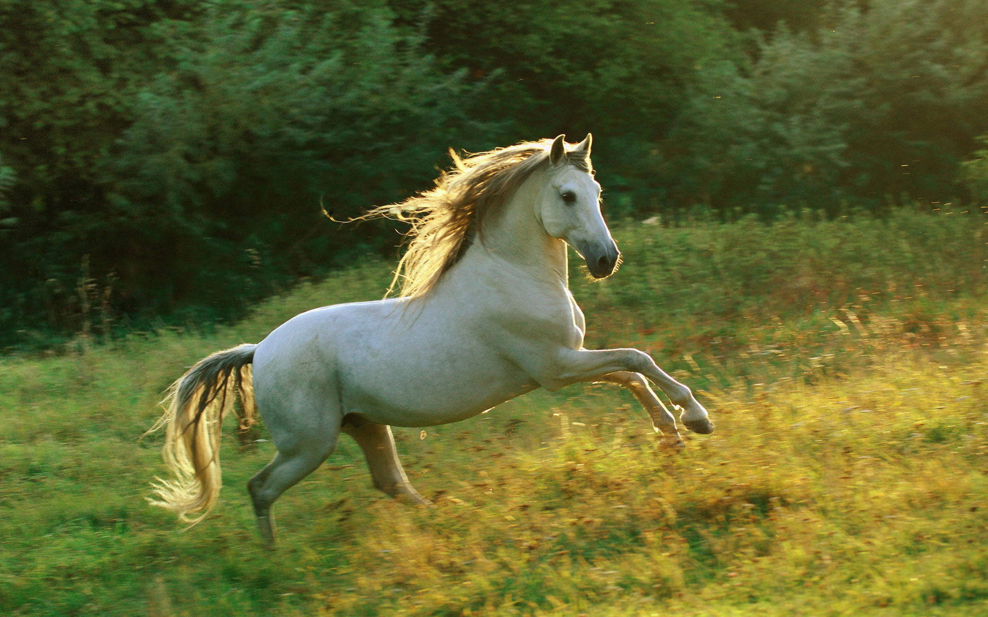 white horse, grassy field, sunlit meadow, Full HD Desktop Wallpaper