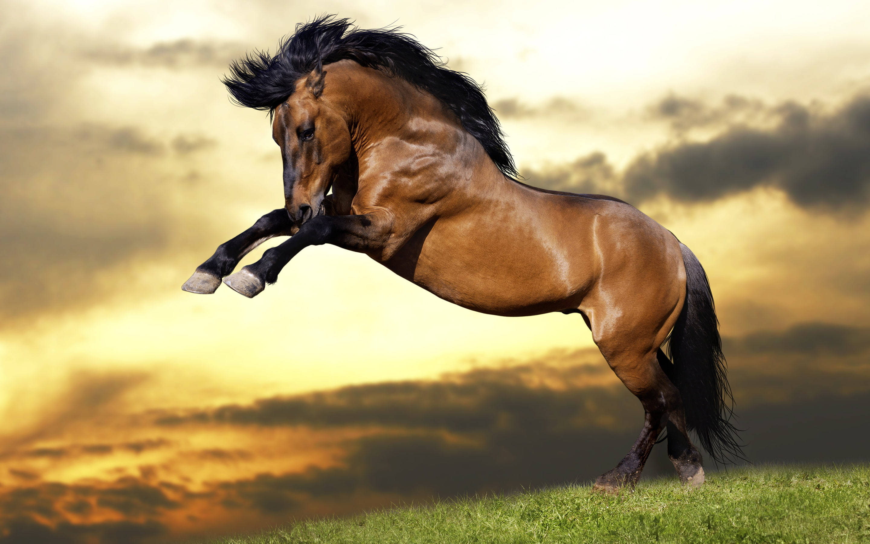 brown horse, black mane and tail, grassy hill, 2K Desktop Wallpaper