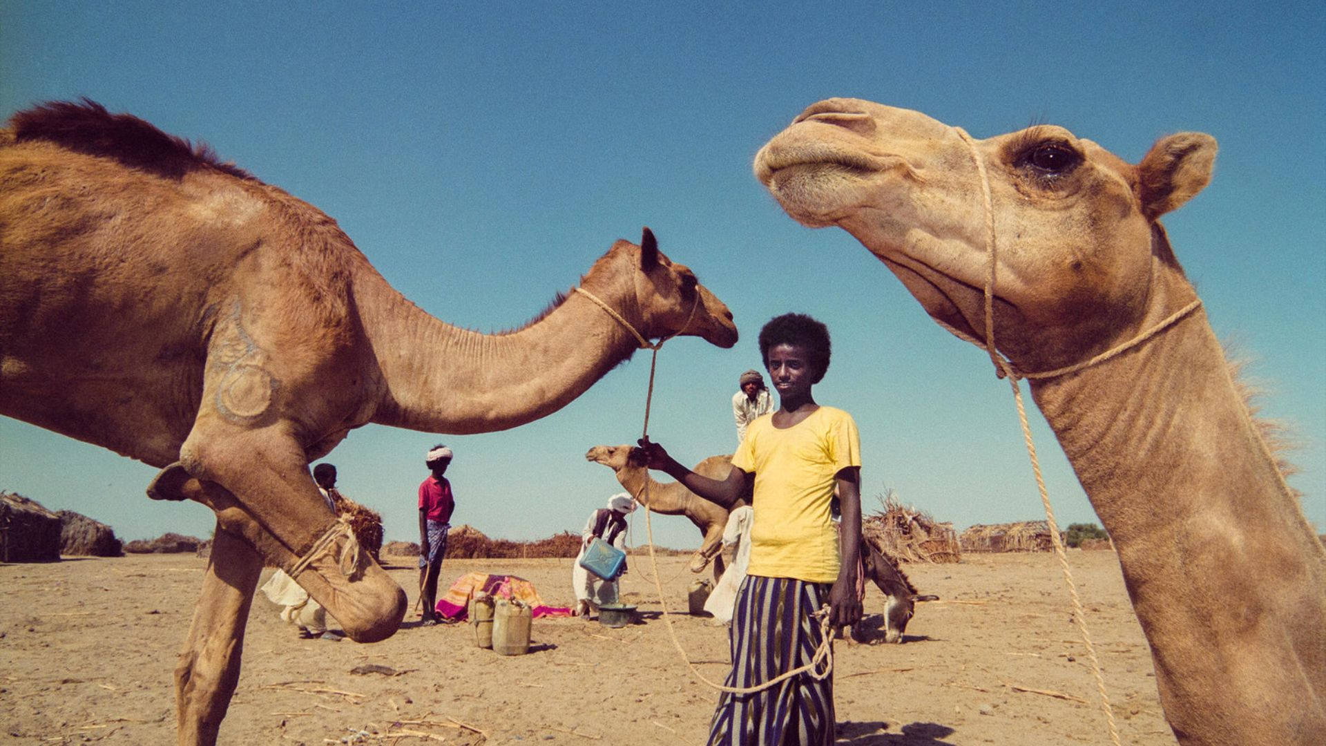 Eritrea, camels, yellow shirt, Full HD Desktop Wallpaper