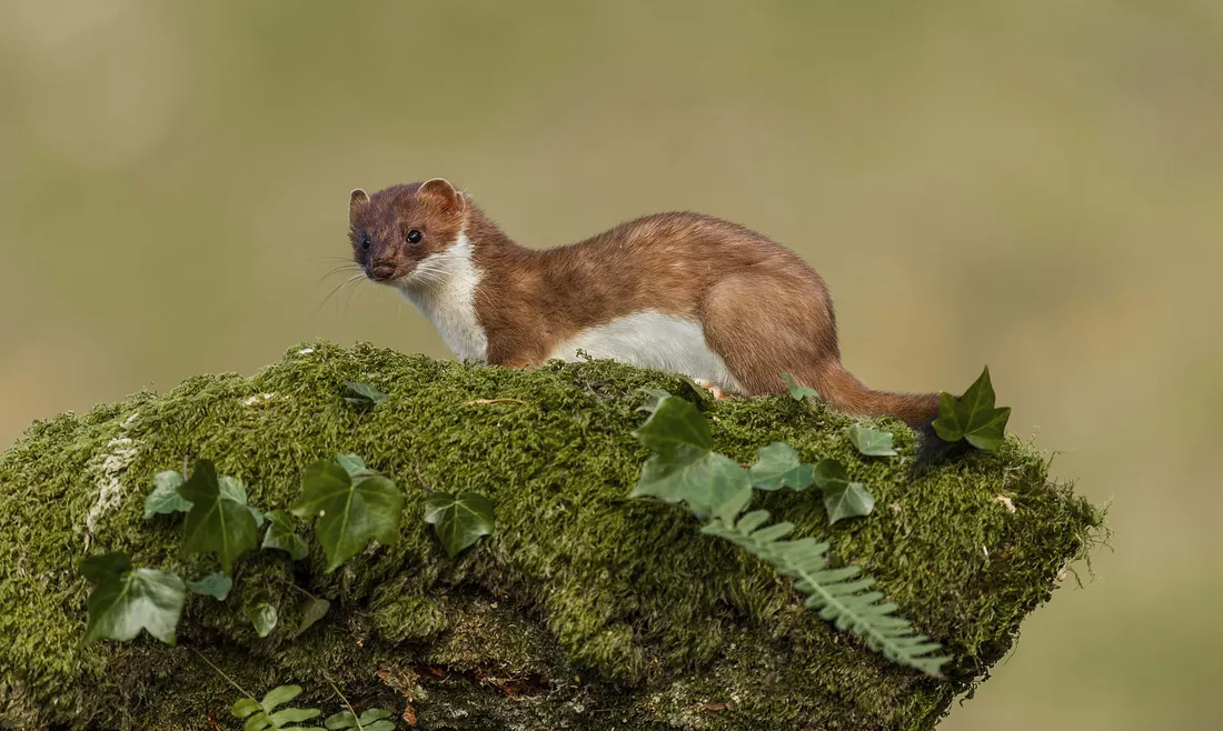 Ermine