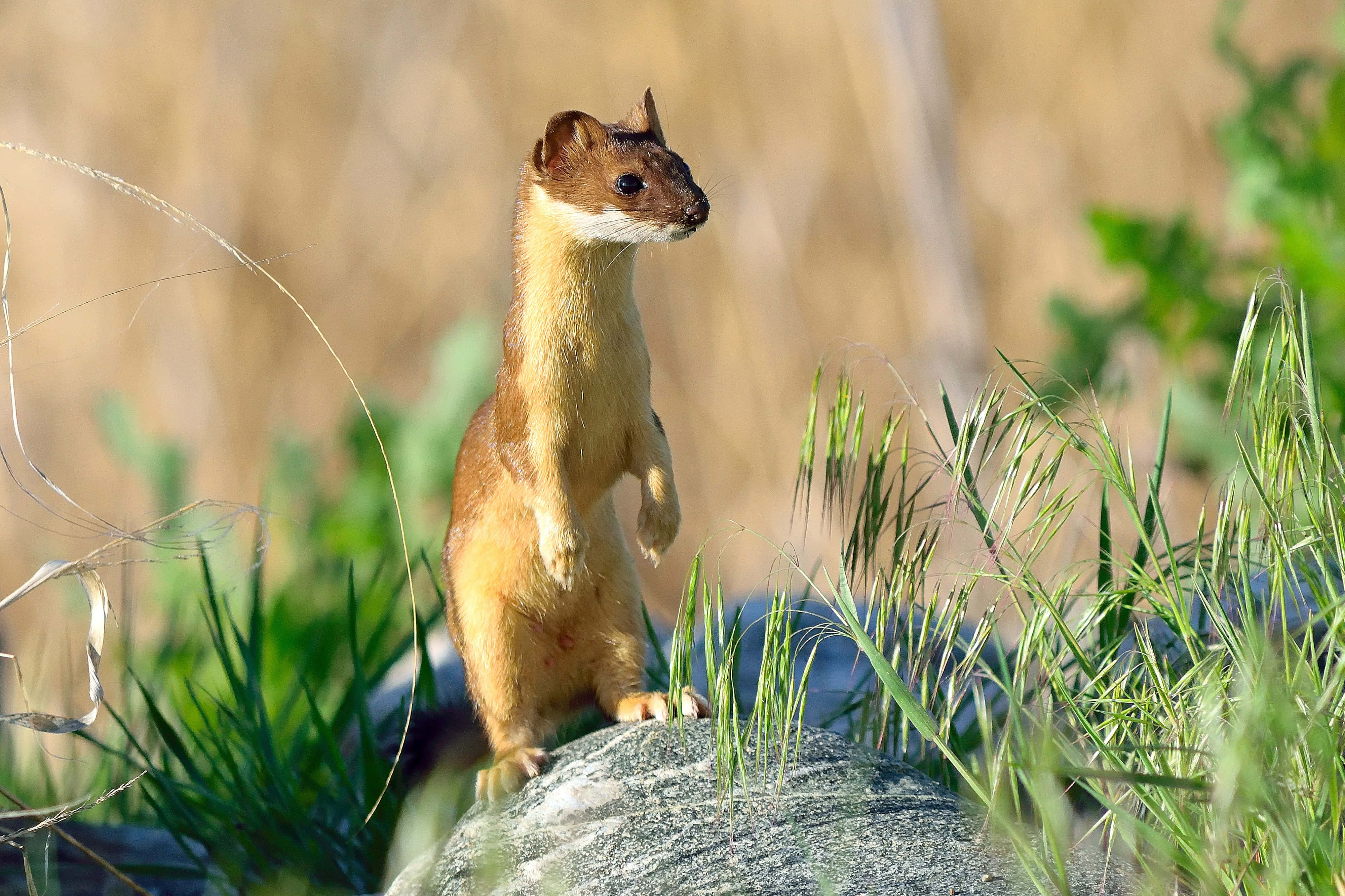 Ermine, mossy rock, tall green grass, 4K Desktop Wallpaper