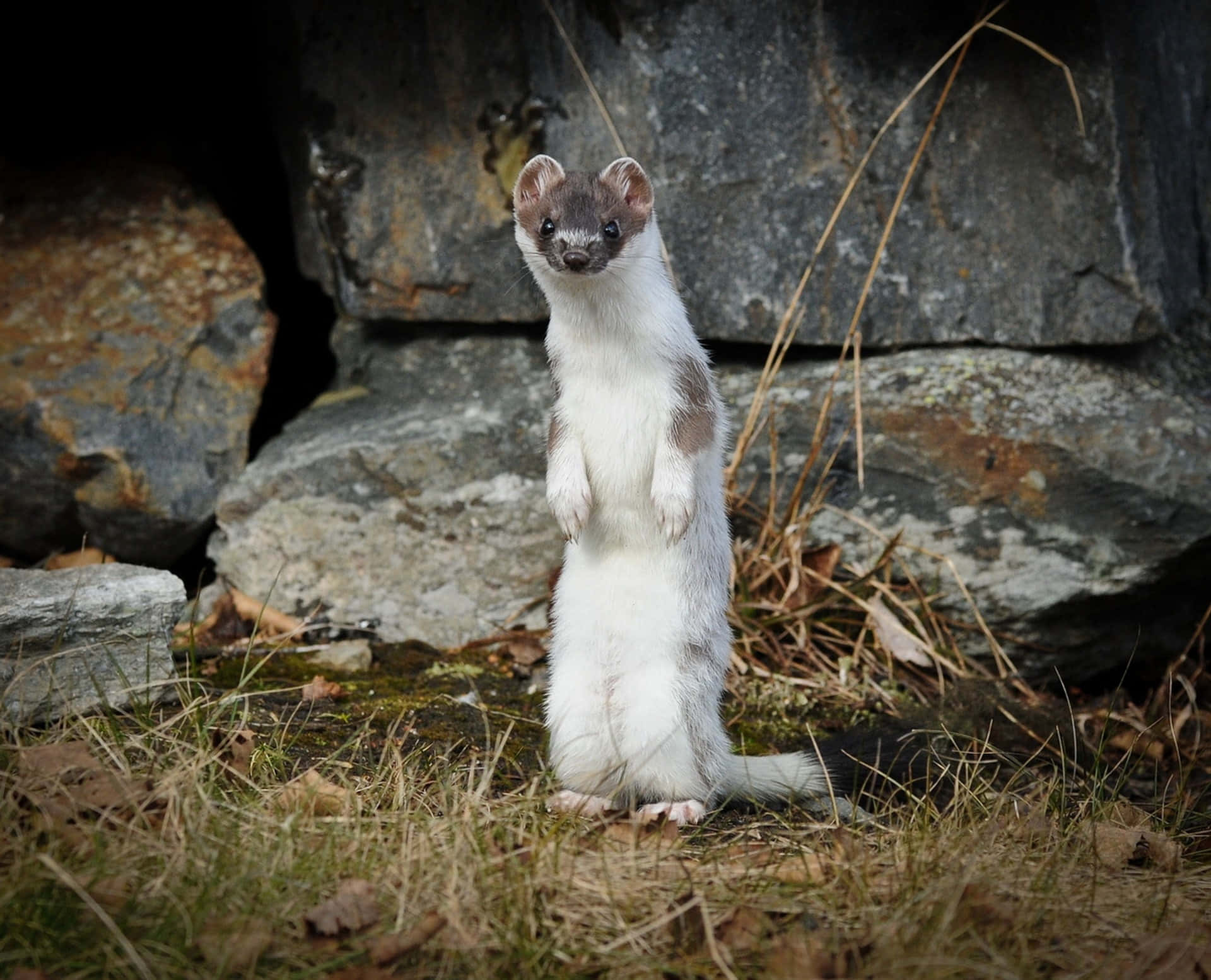 Ermine, white and gray, mossy rocks, Full HD Desktop Wallpaper