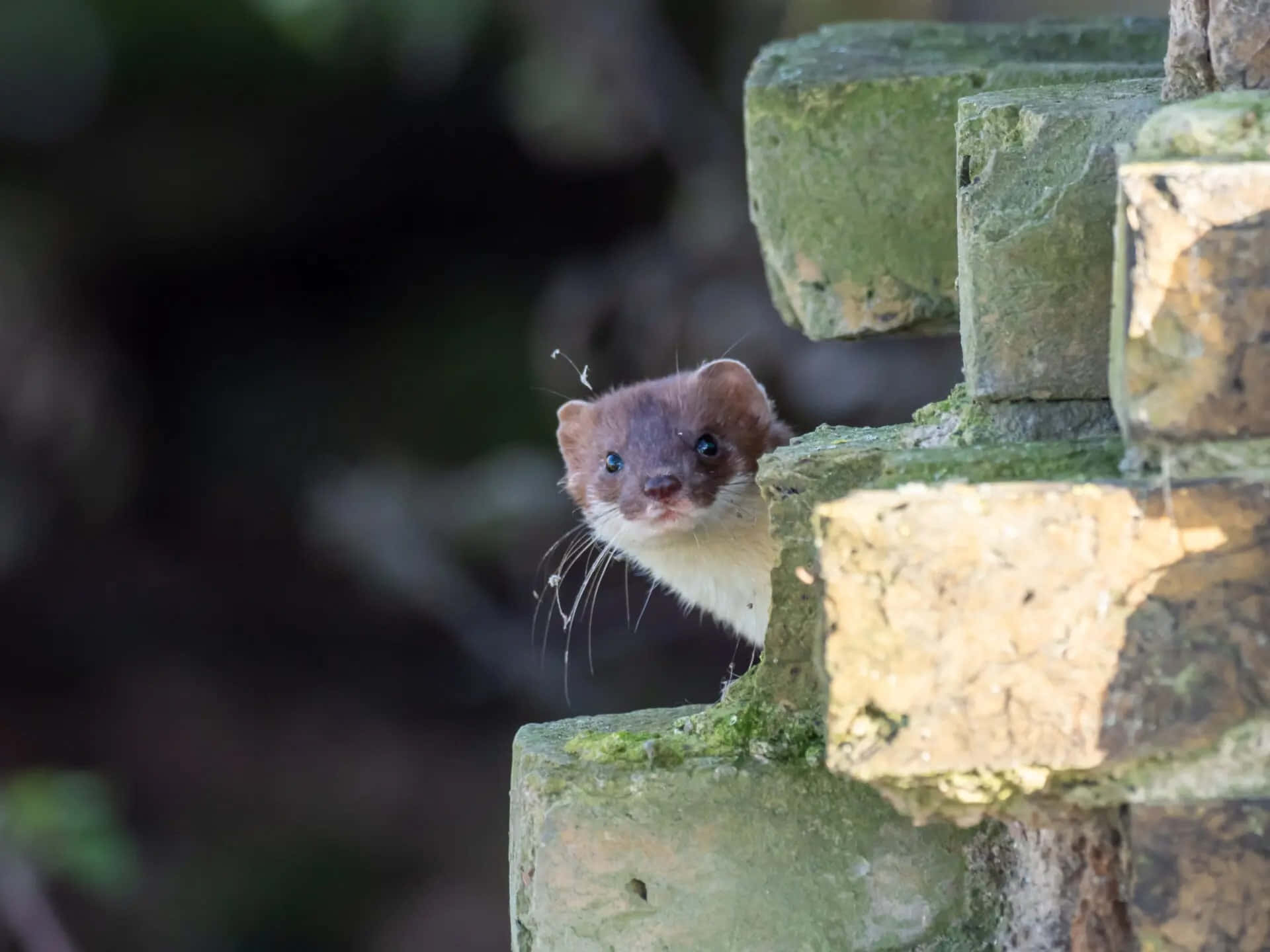 ermine, stone wall, mossy stone blocks, Full HD Desktop Wallpaper