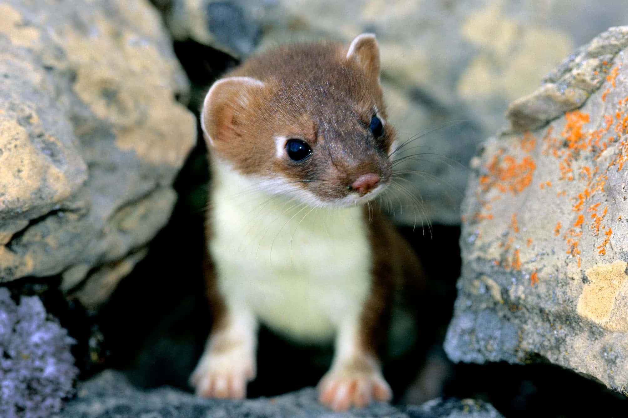 Ermine, gray rocks, orange lichen, Full HD Desktop Wallpaper