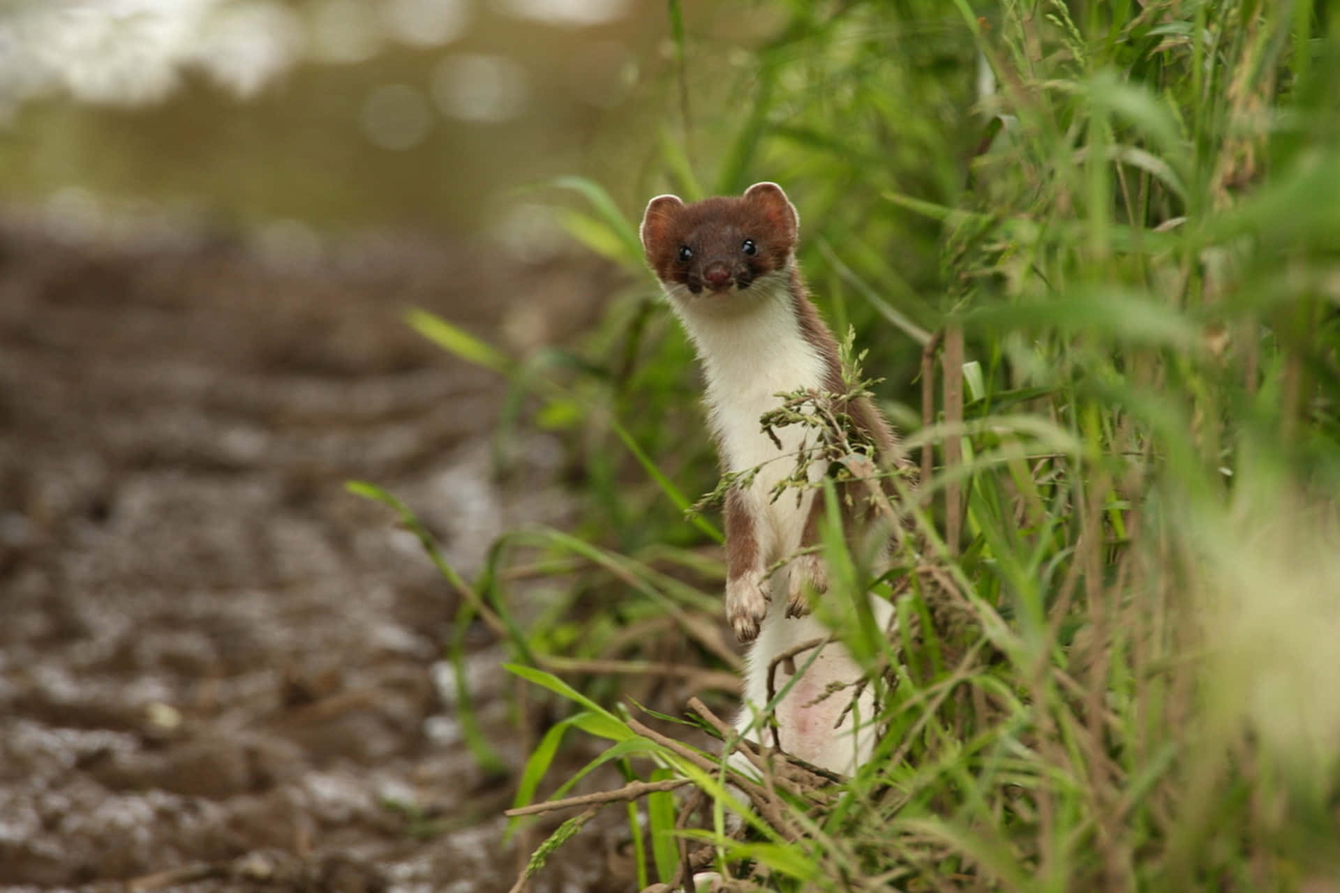 Ermine, natural habitat, tall green grass, Full HD Desktop Wallpaper