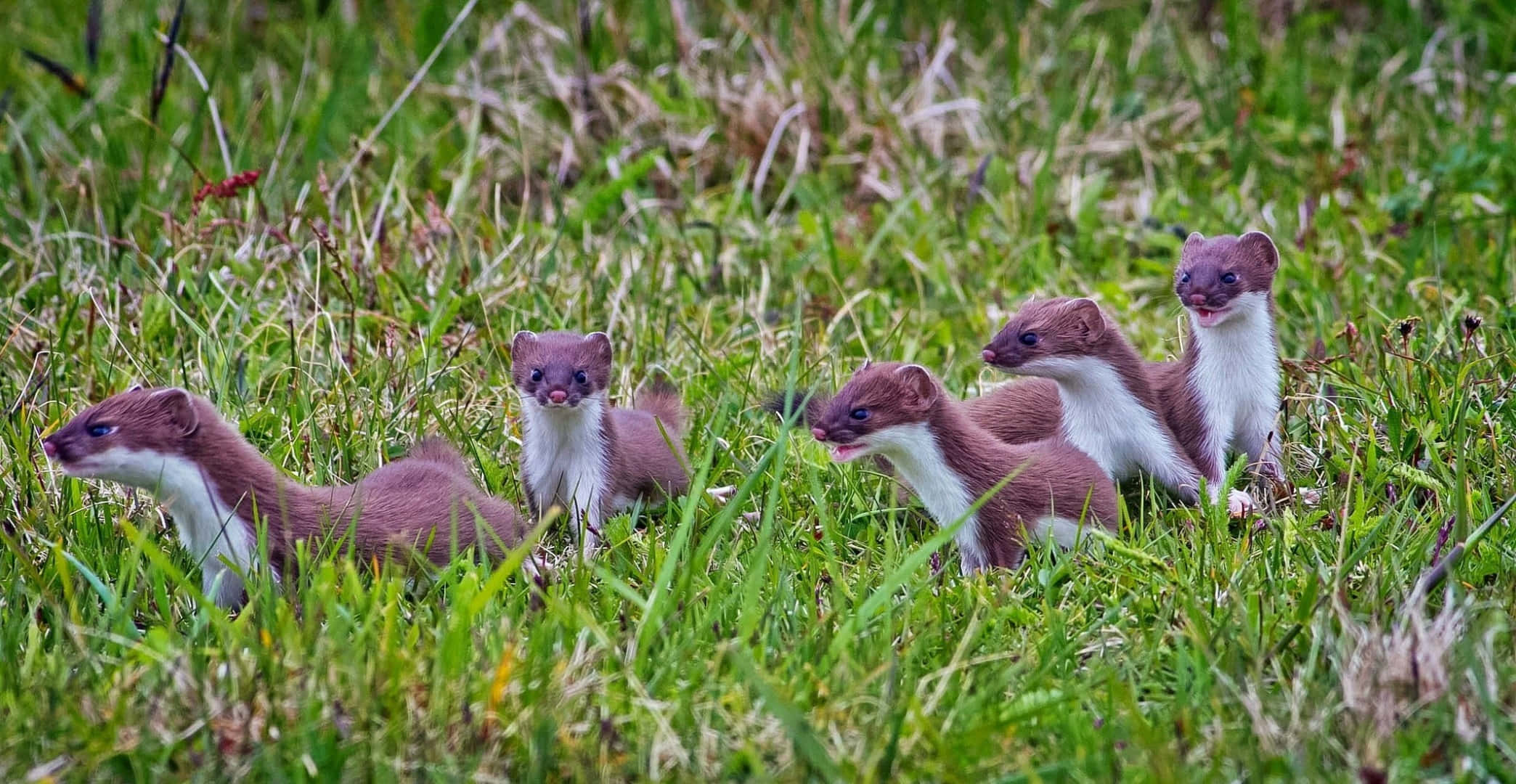 Ermine, family, brown fur, Full HD Desktop Wallpaper