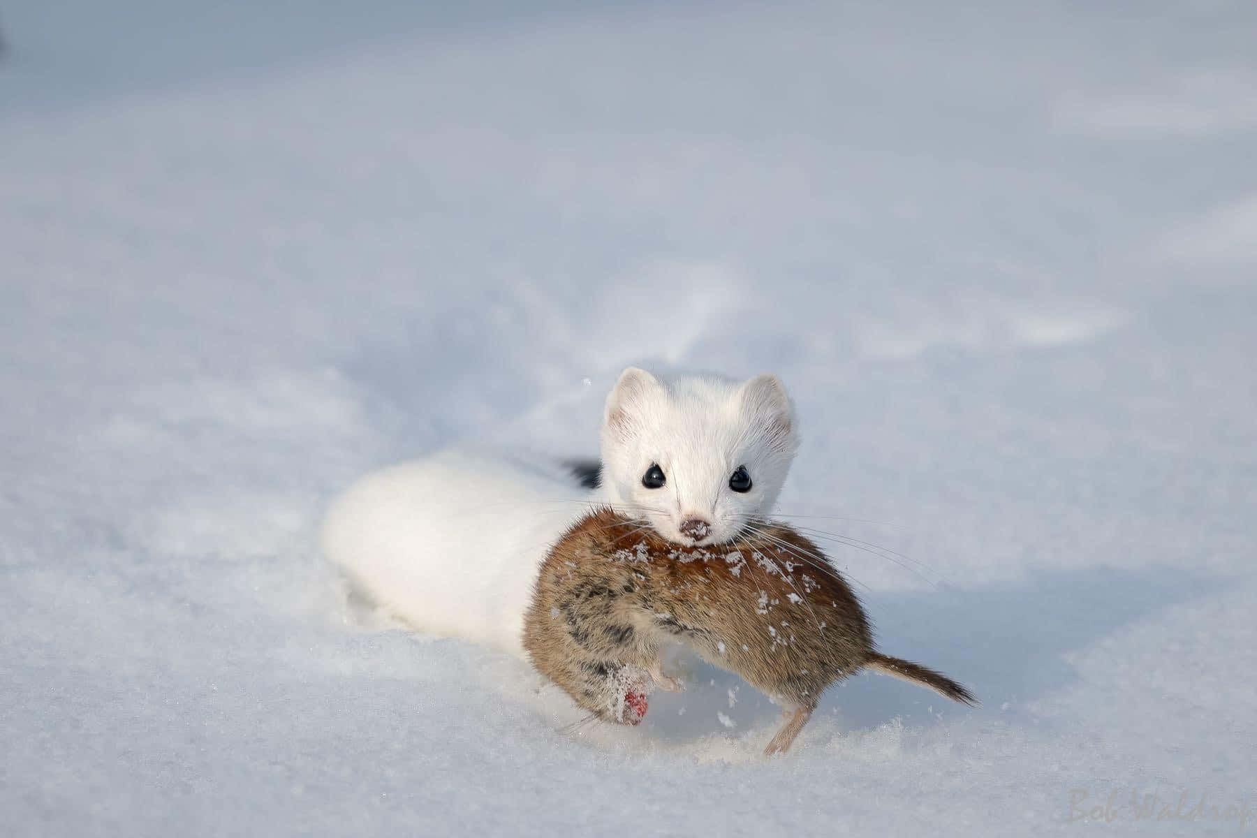Ermine, snow, brown vole, HD Desktop Wallpaper