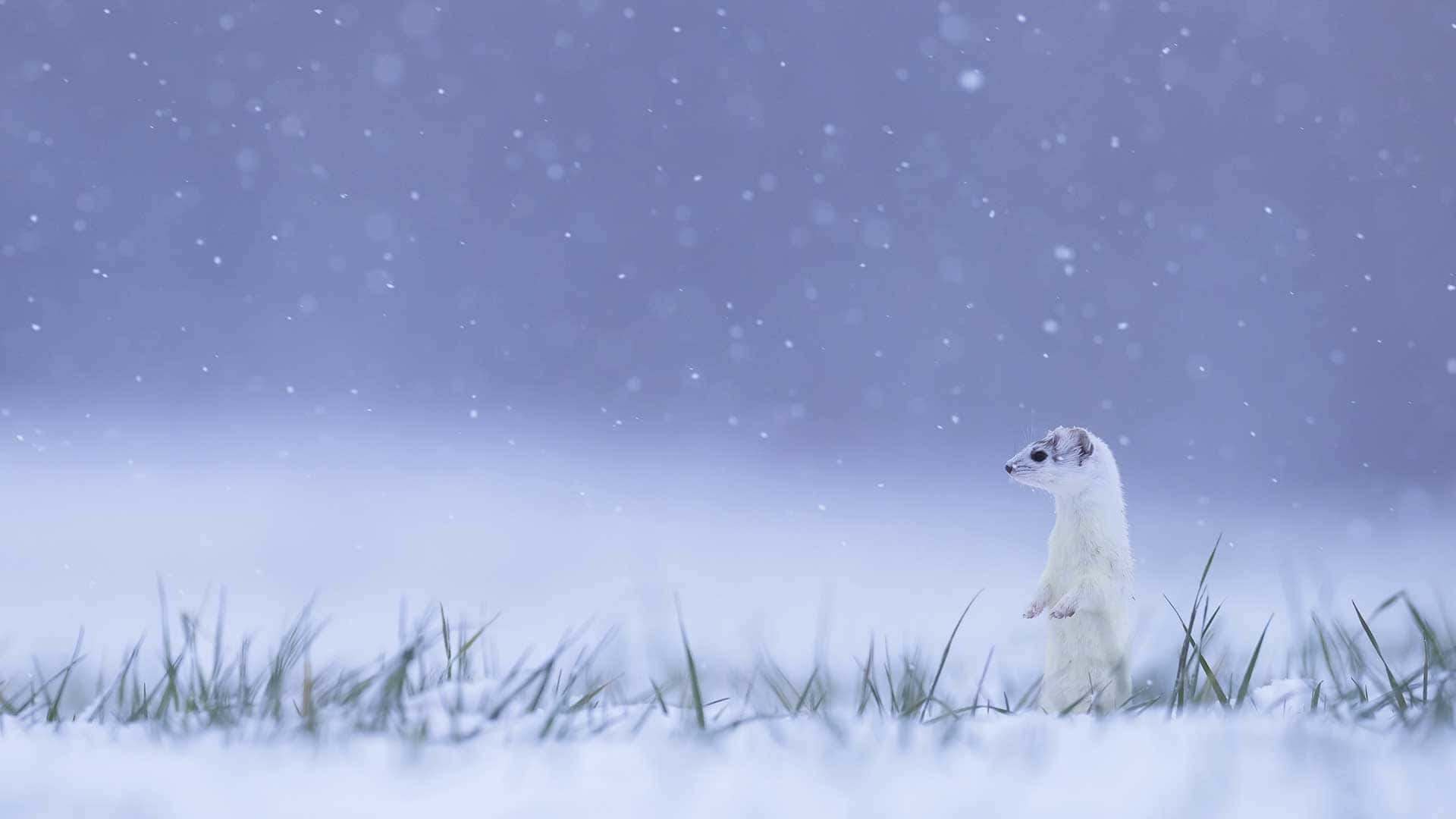 Ermine, snowy field, gentle snowflakes, Full HD Desktop Wallpaper