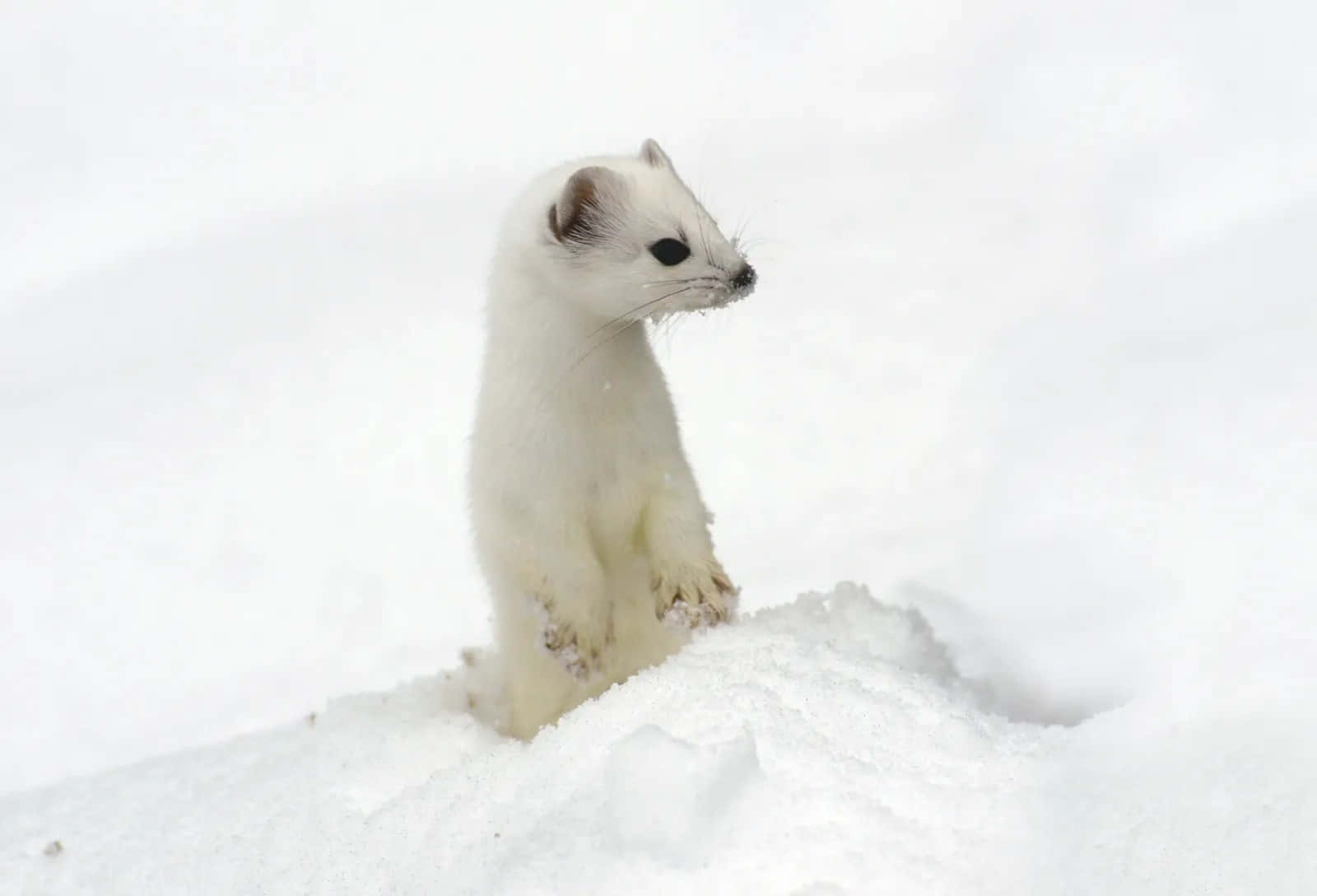 Ermine, snowy ground, white ermine, HD Desktop Wallpaper