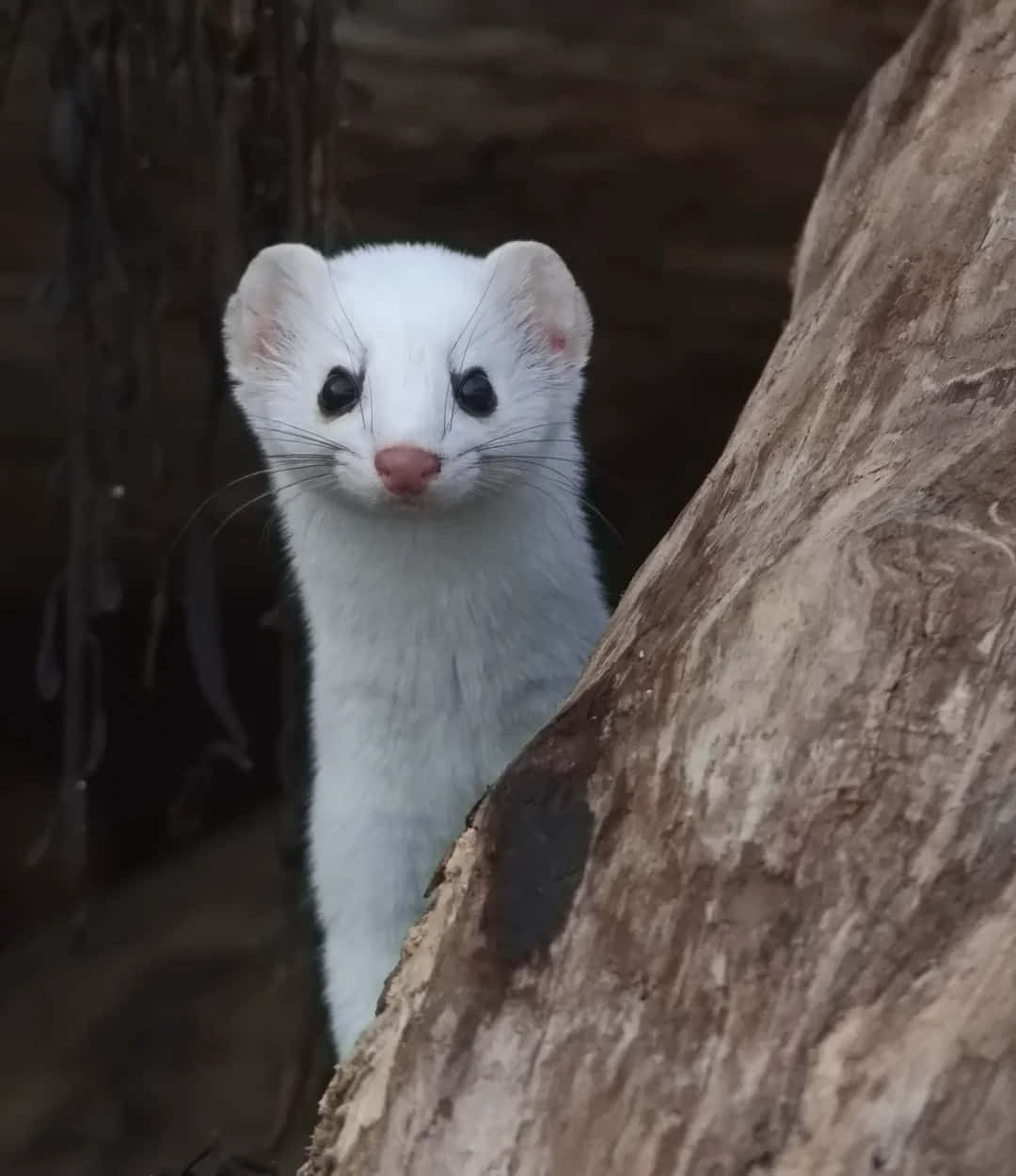 Ermine, tree, rugged tree trunk, SD Phone Wallpaper