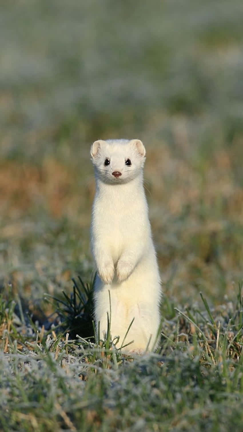 Ermine, white, frosty grass, HD Phone Wallpaper
