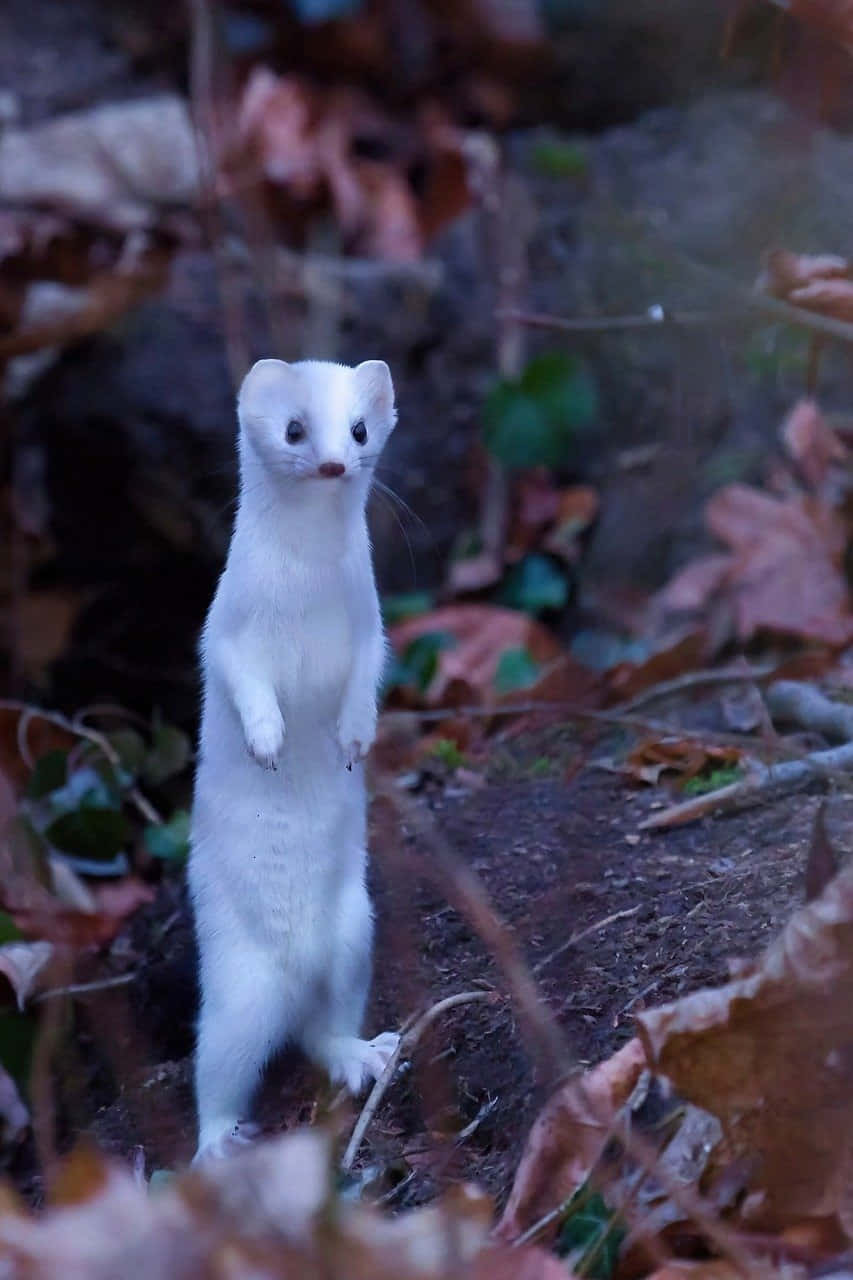 Ermine, forest foliage, fallen brown leaves, HD Phone Wallpaper