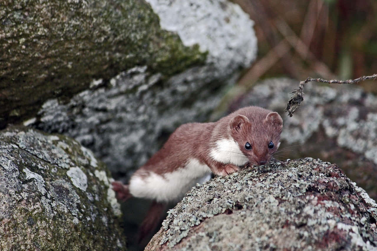 Ermine, brown fur, white underbelly, HD Desktop Wallpaper