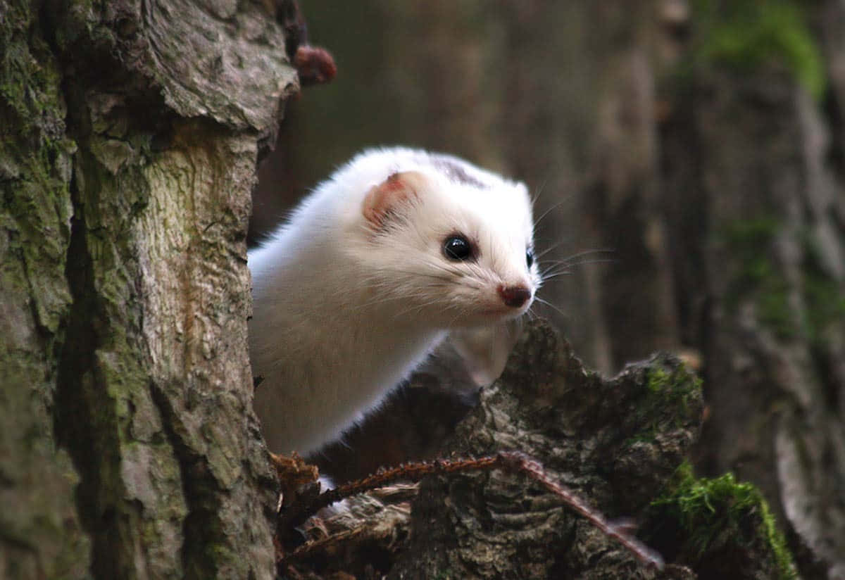 Ermine, woodland habitat, mossy tree trunk, SD Desktop Wallpaper