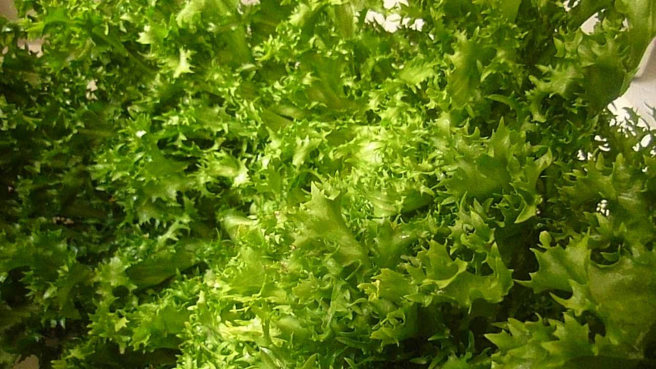 green escarole, vibrant green, frilly lettuce leaves, HD Desktop Wallpaper