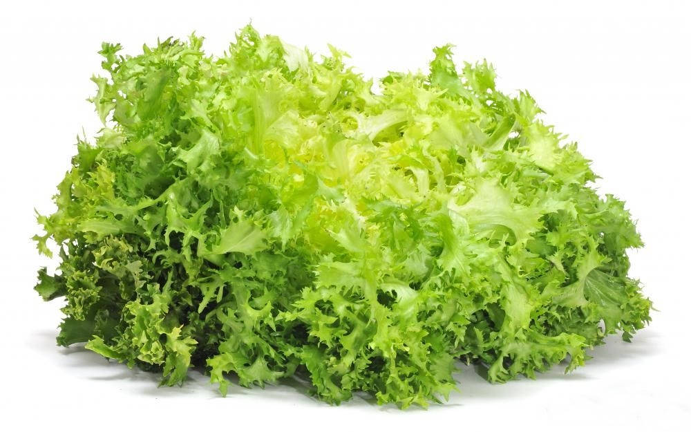 Escarole, curly green lettuce, ruffled edges, SD Desktop Wallpaper