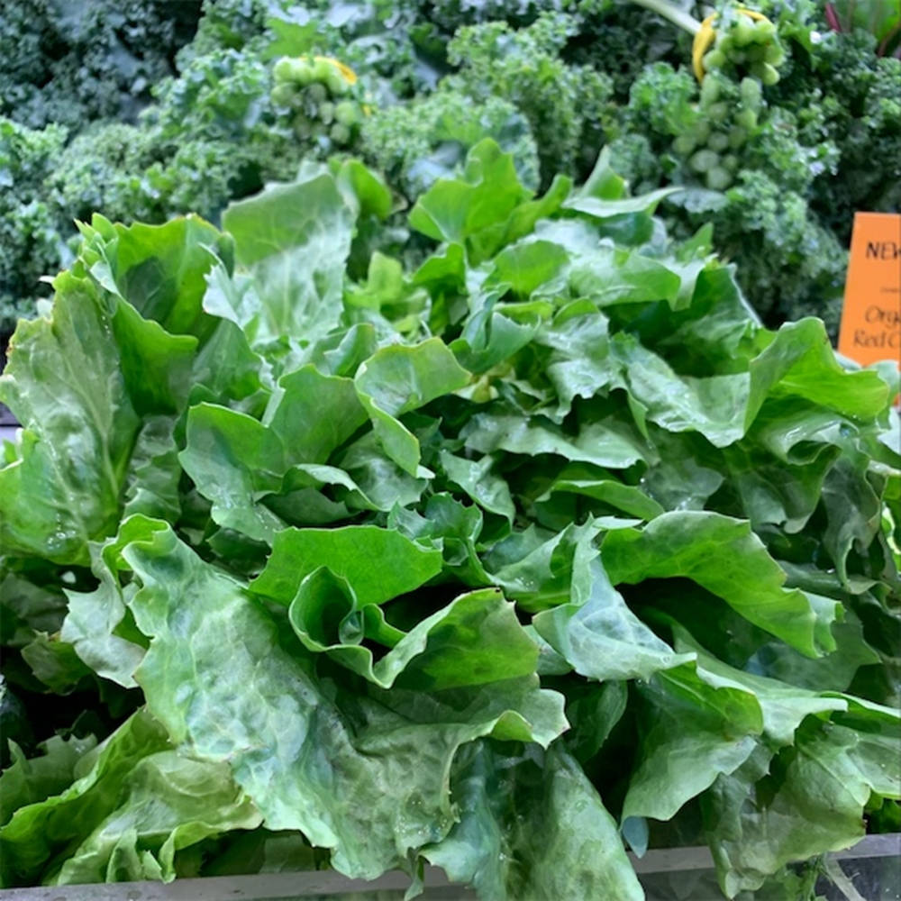 fresh escarole, crisp green lettuce, water droplets, SD Desktop Wallpaper