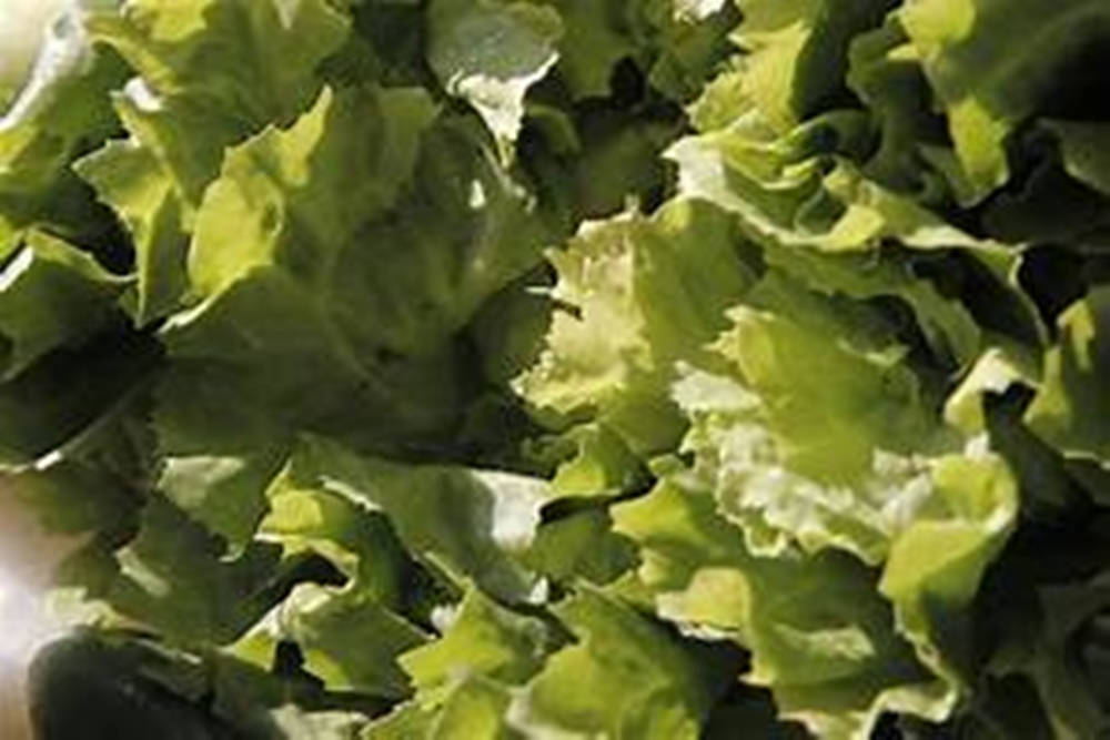 Escarole, green lettuce, ruffled edges, SD Desktop Wallpaper