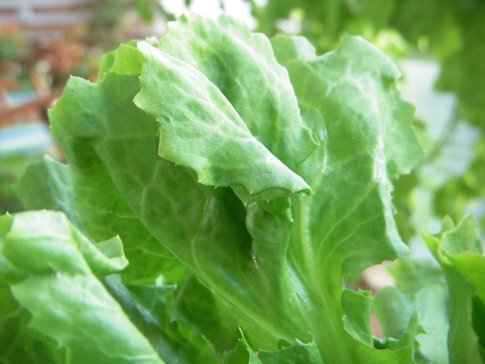 delicious green escarole, vibrant green lettuce, crisp ruffled edges, HD Desktop Wallpaper