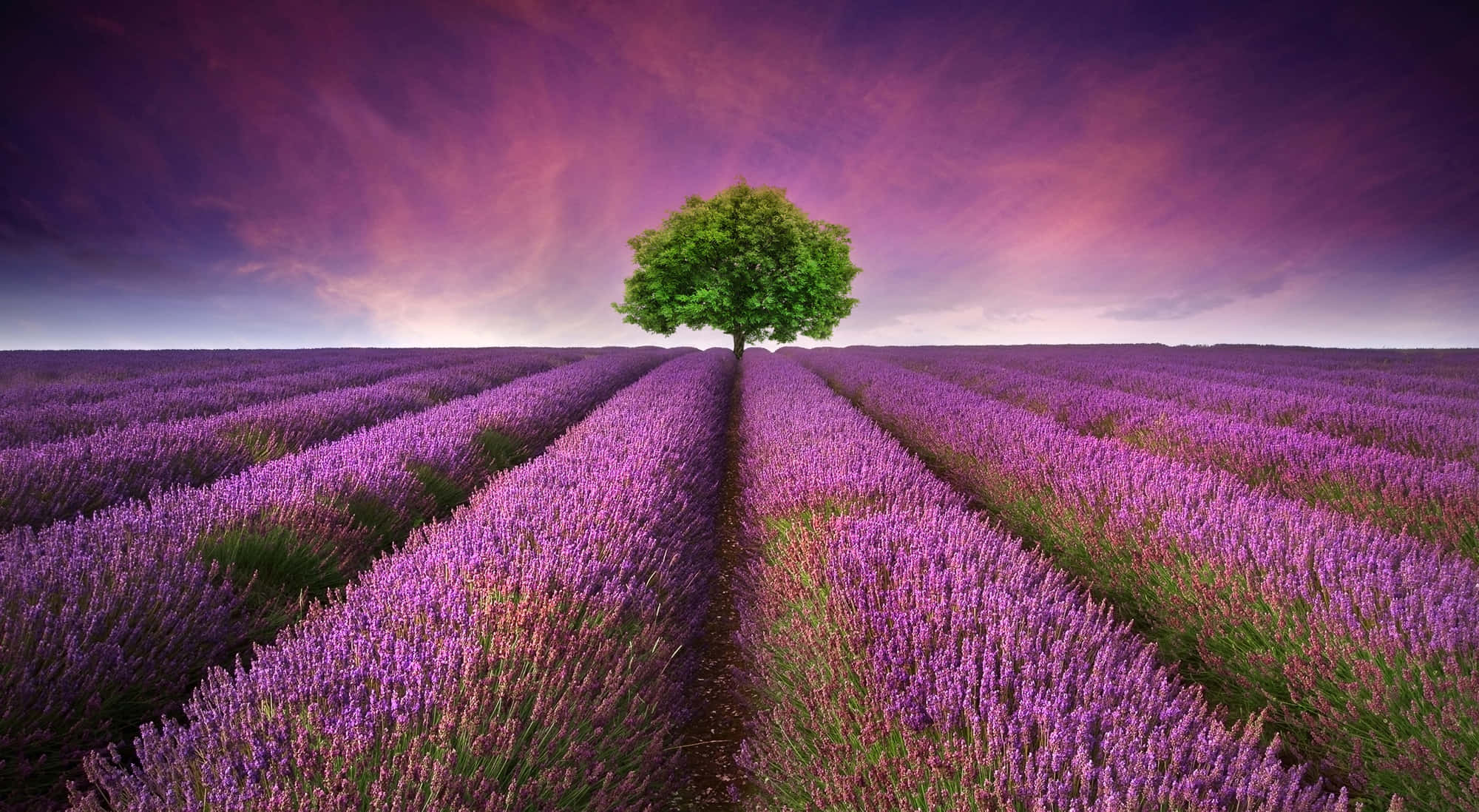 Essential Oil 2000, green tree, vibrant purple lavender, Full HD Desktop Wallpaper