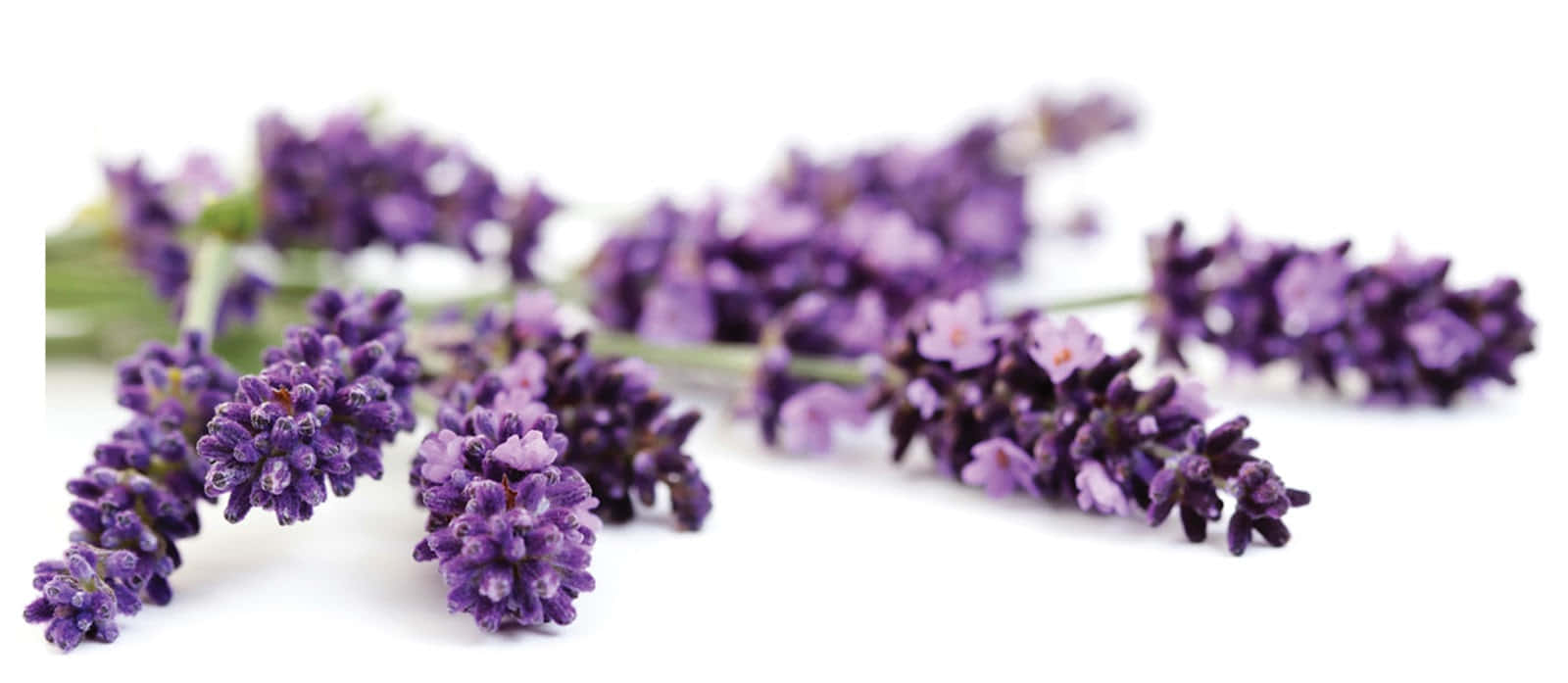 Essential Oil, lavender sprigs, purple blooms, HD Desktop Wallpaper