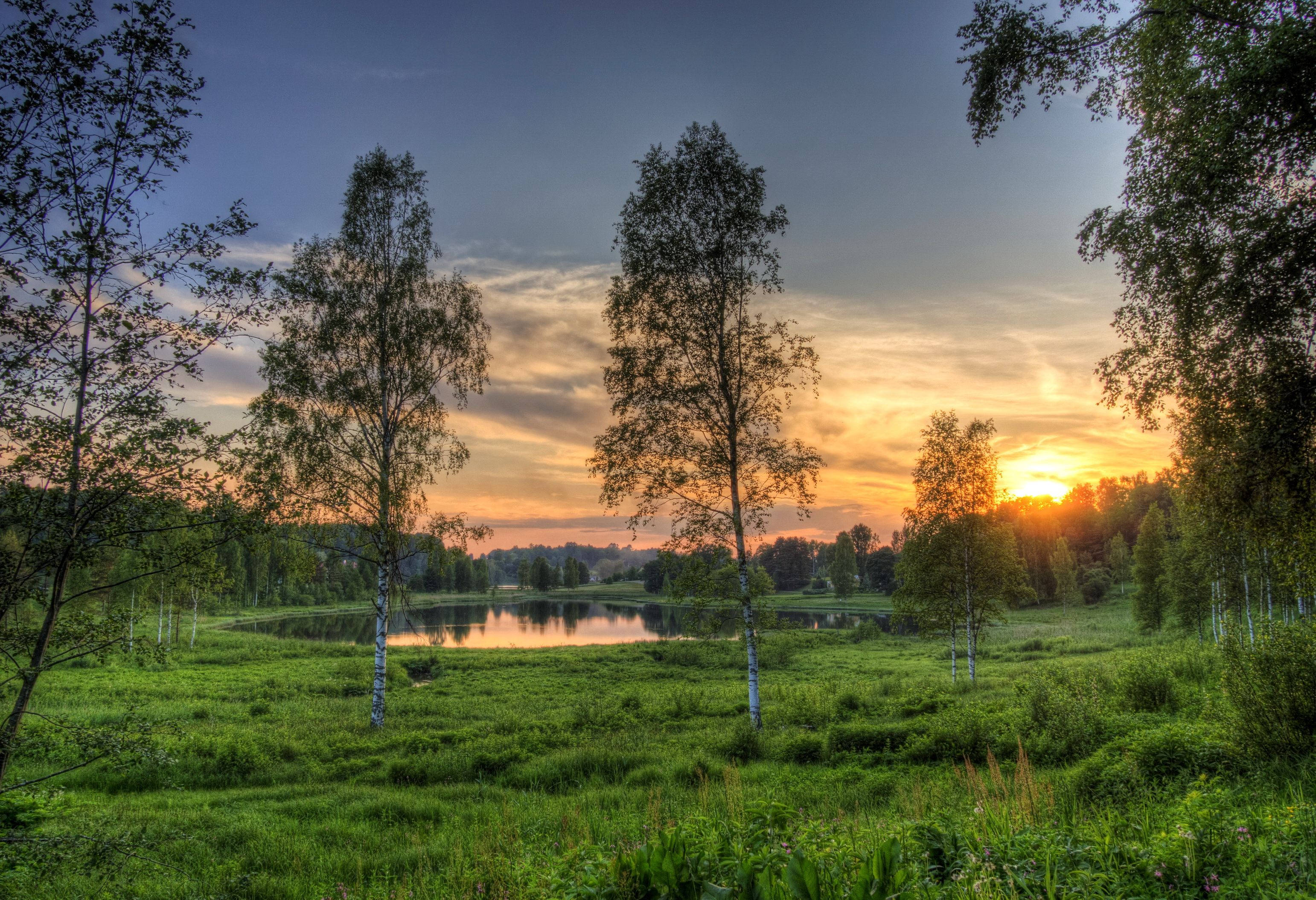 Estonia, birch trees, tranquil lake, 2K Desktop Wallpaper