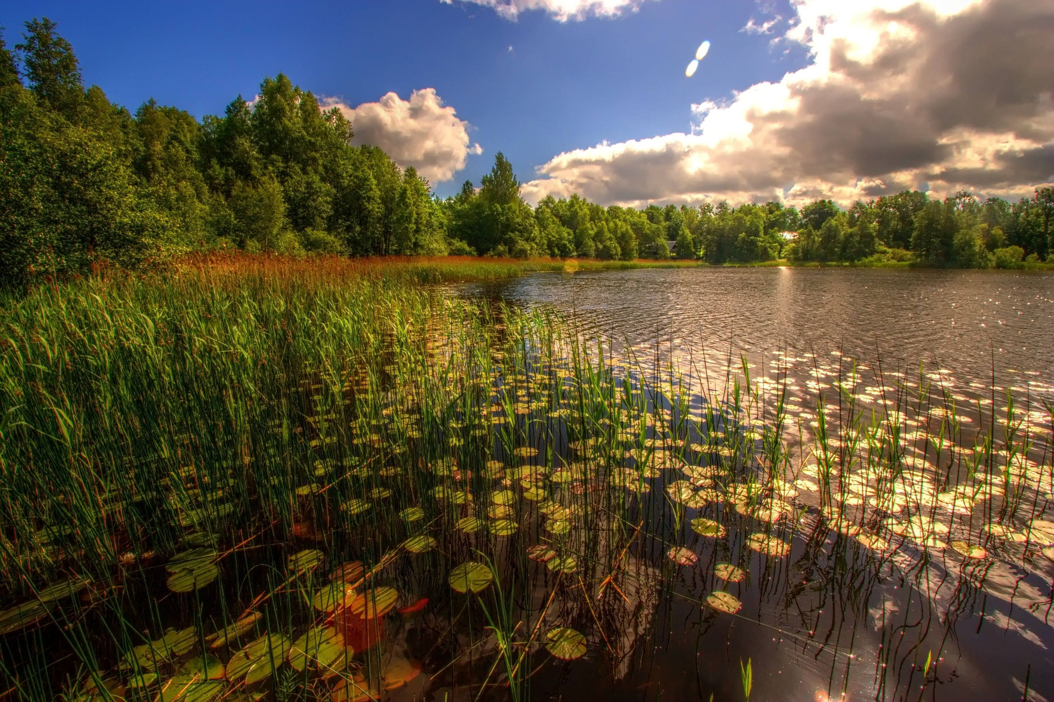 Estonia, lake, lily pads, 2K Desktop Wallpaper