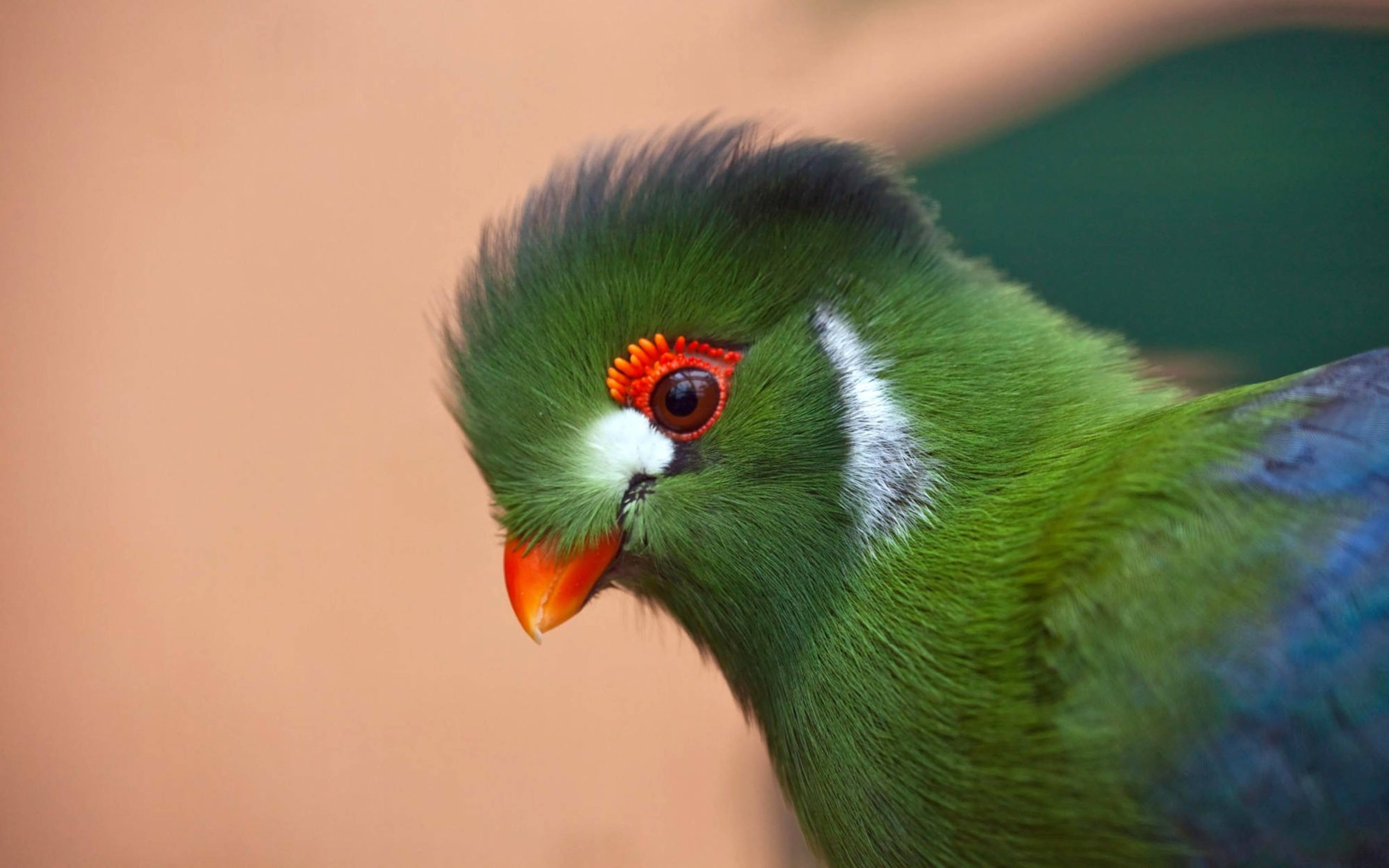 Ethiopia, turaco bird, vibrant green, 5K Desktop Wallpaper