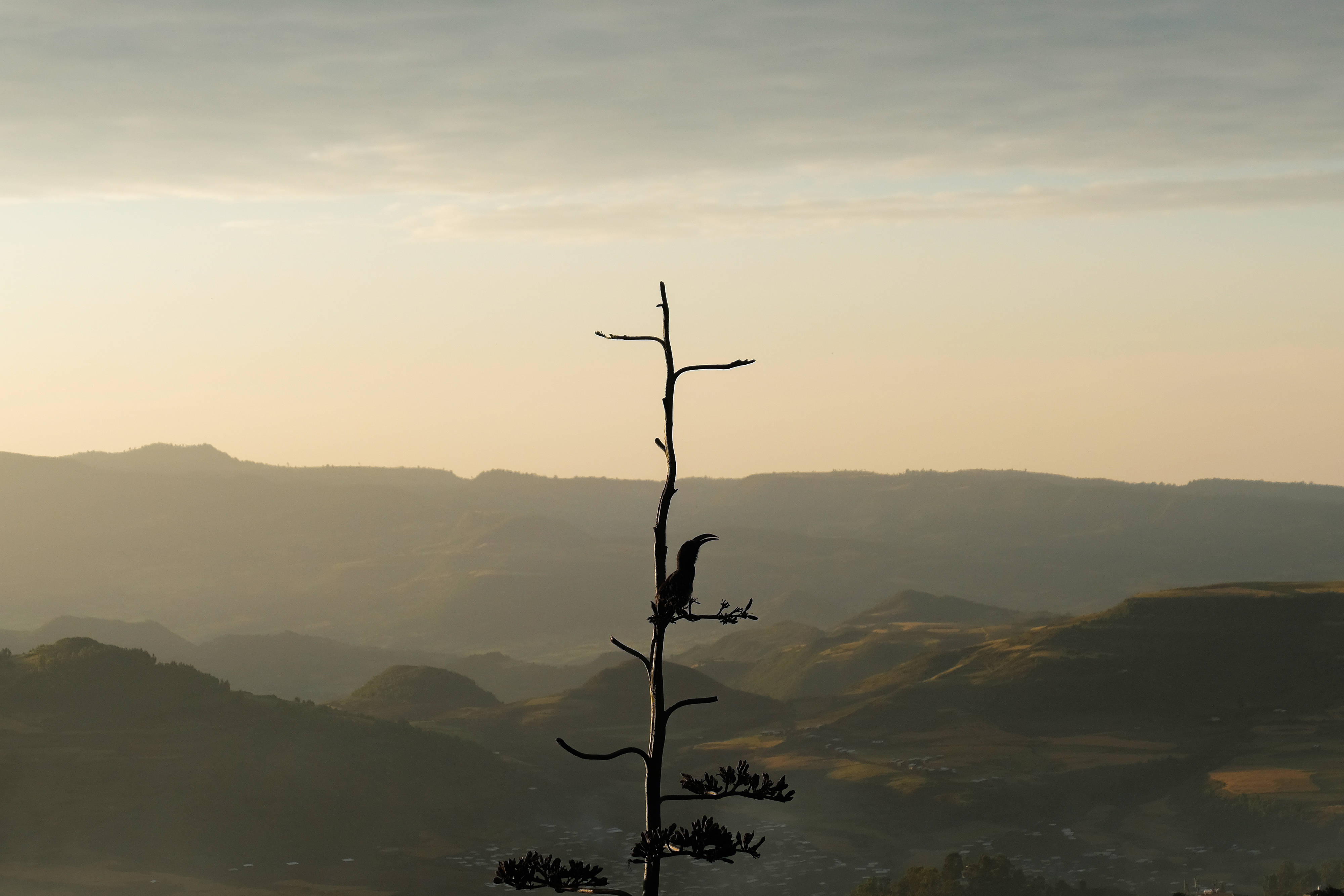 Ethiopia, mountains, tree, 4K Desktop Wallpaper